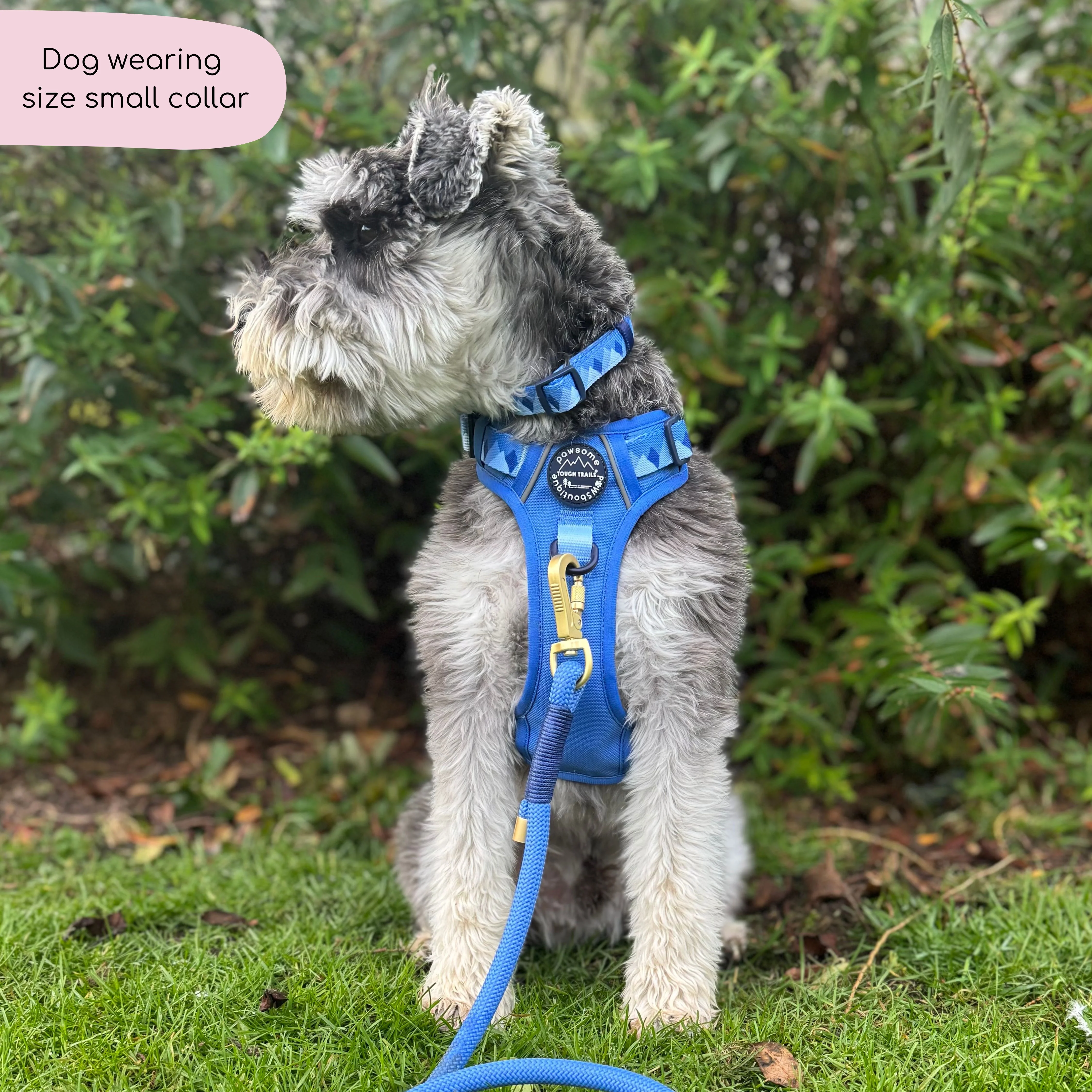 Collar - Walkies Ready® Cornflower Blue - Image 5