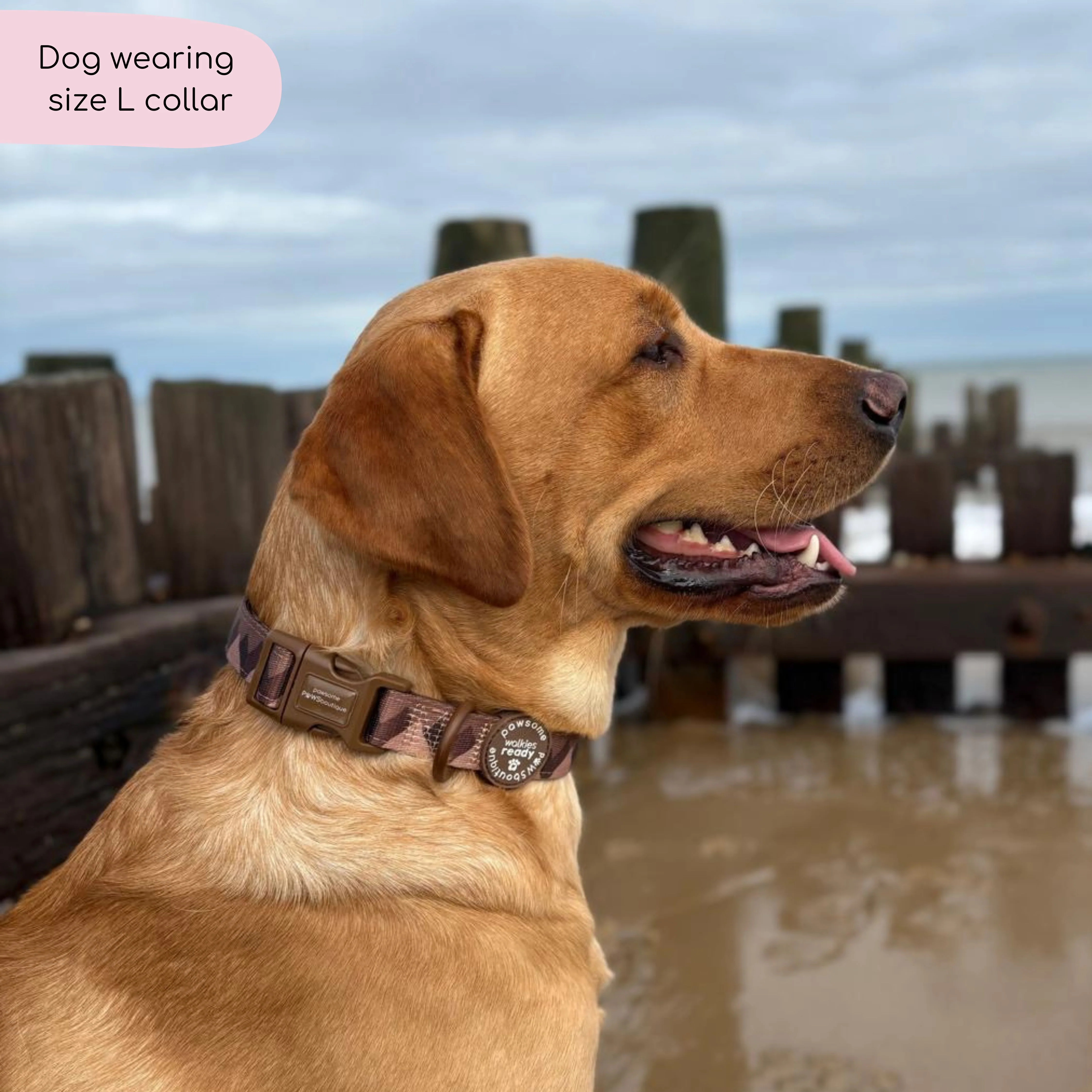 Collar – Walkies Ready® Chocolate Brown - Image 10