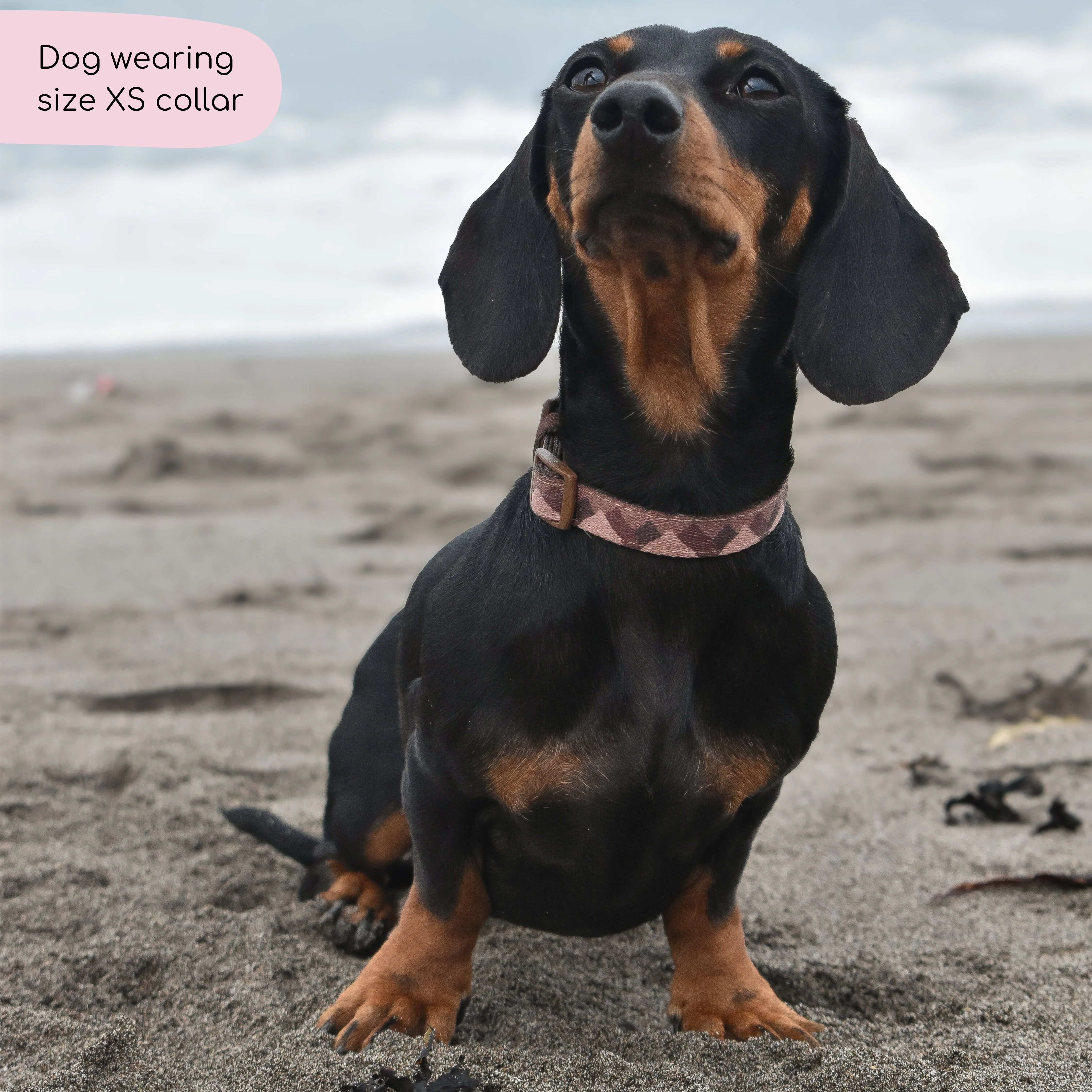 Collar – Walkies Ready® Chocolate Brown - Image 11