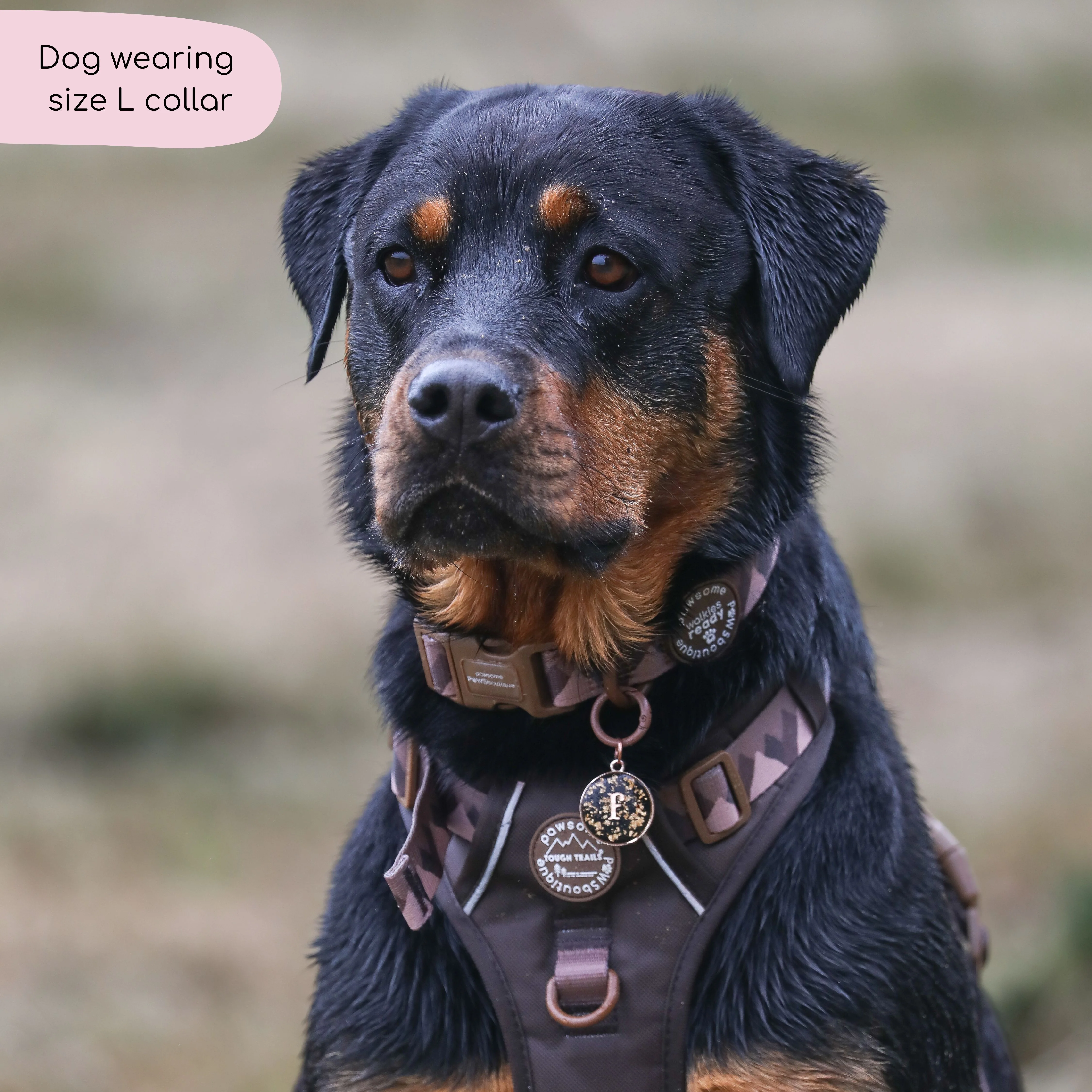 Collar – Walkies Ready® Chocolate Brown - Image 13