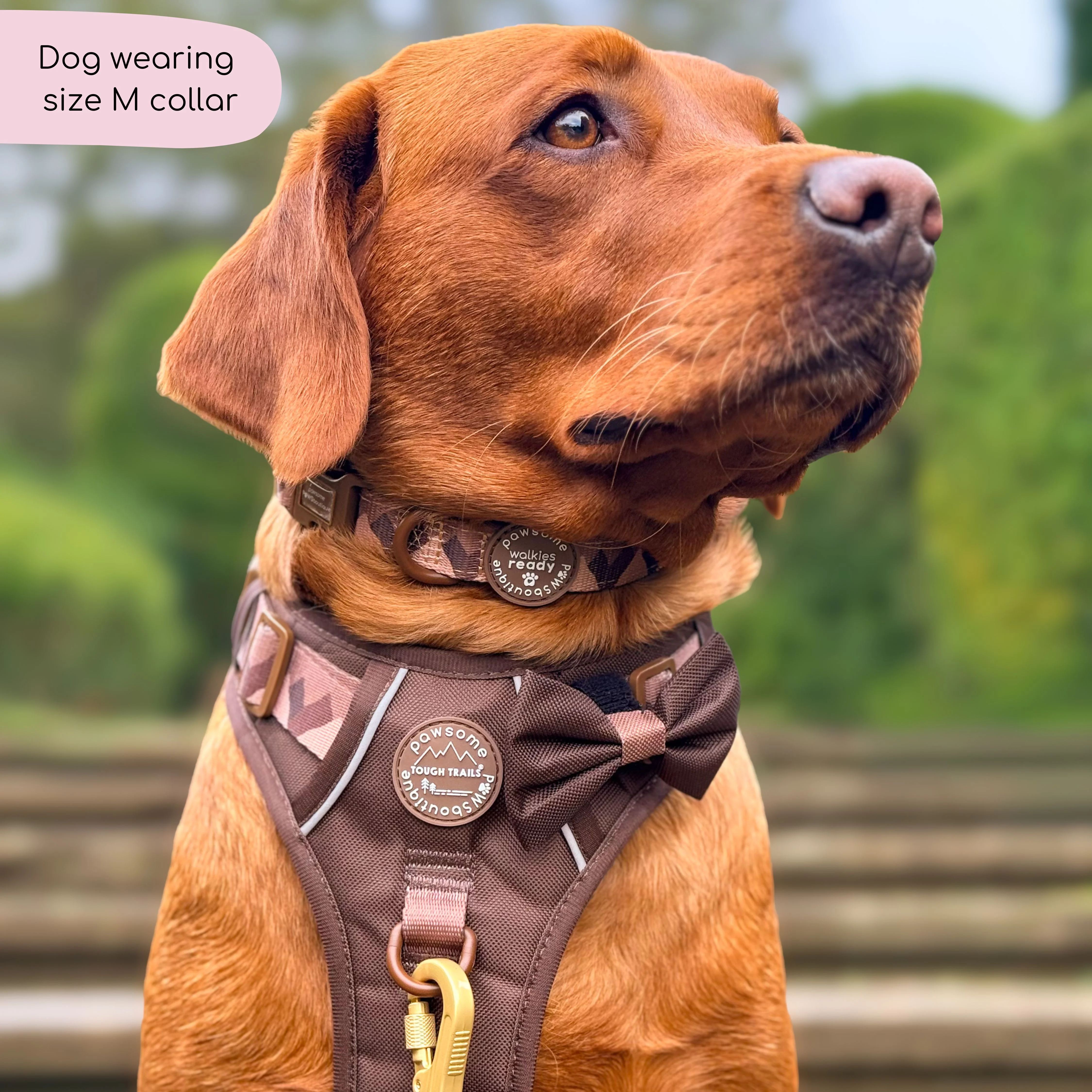 Collar – Walkies Ready® Chocolate Brown - Image 14