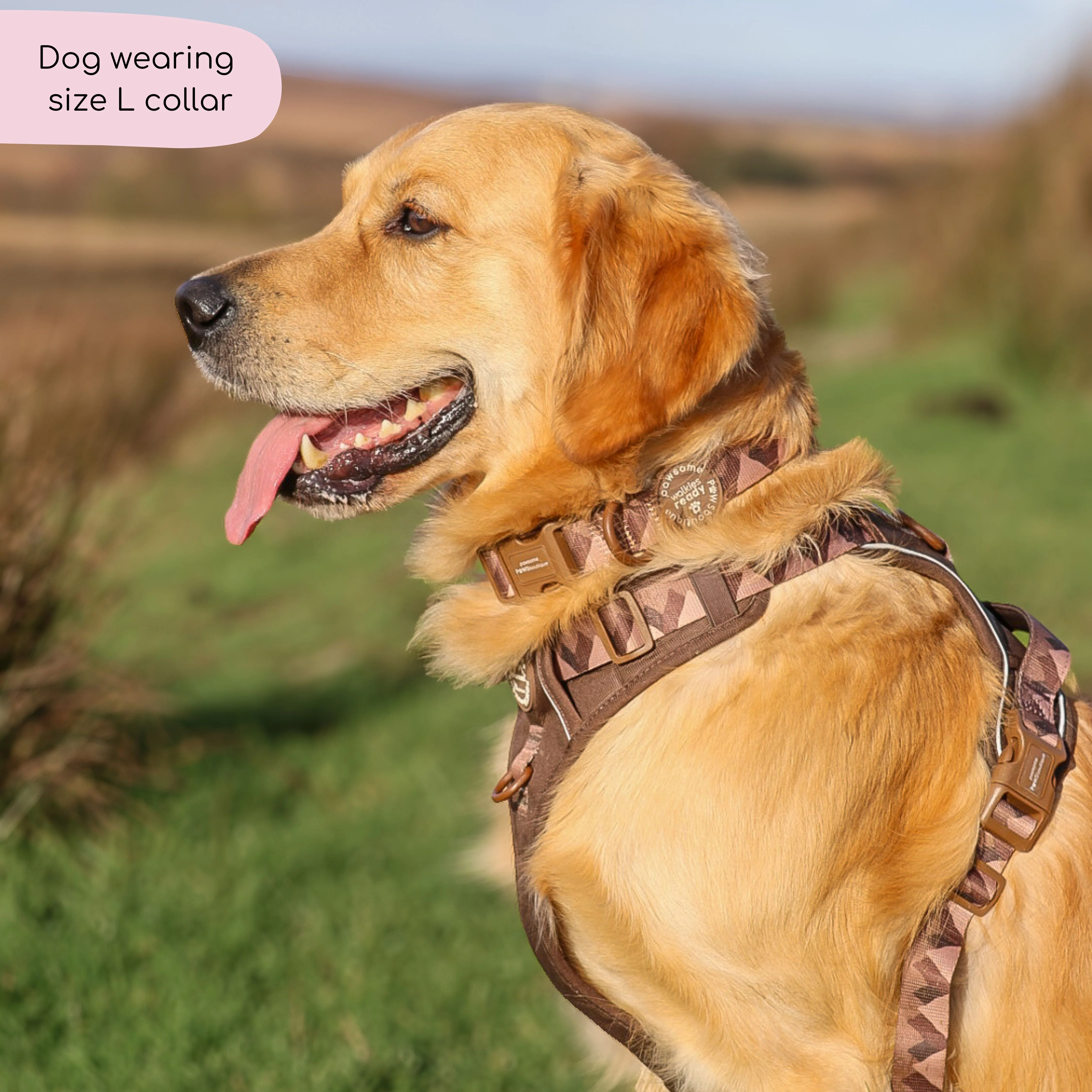 Collar – Walkies Ready® Chocolate Brown - Image 15