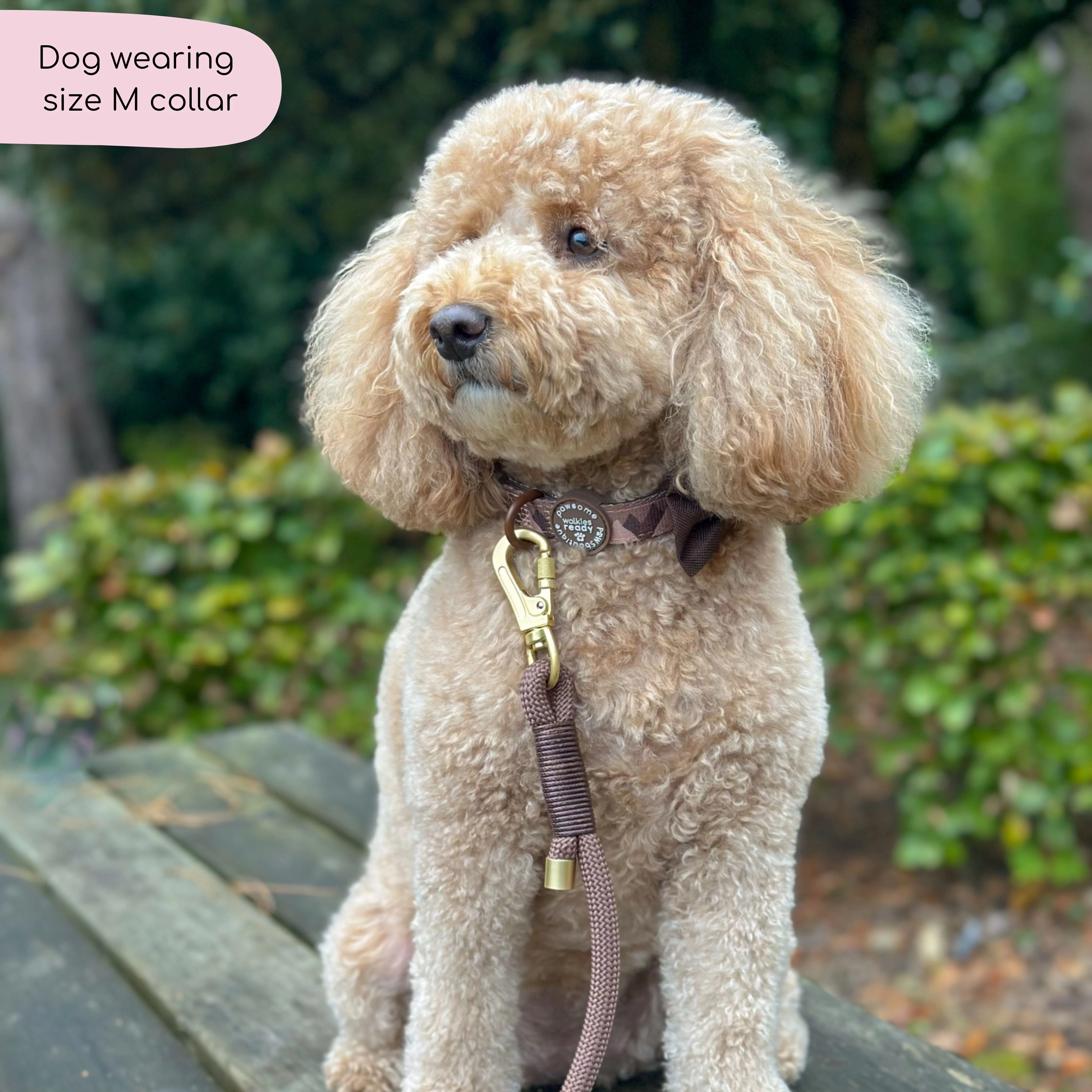 Collar – Walkies Ready® Chocolate Brown - Image 7