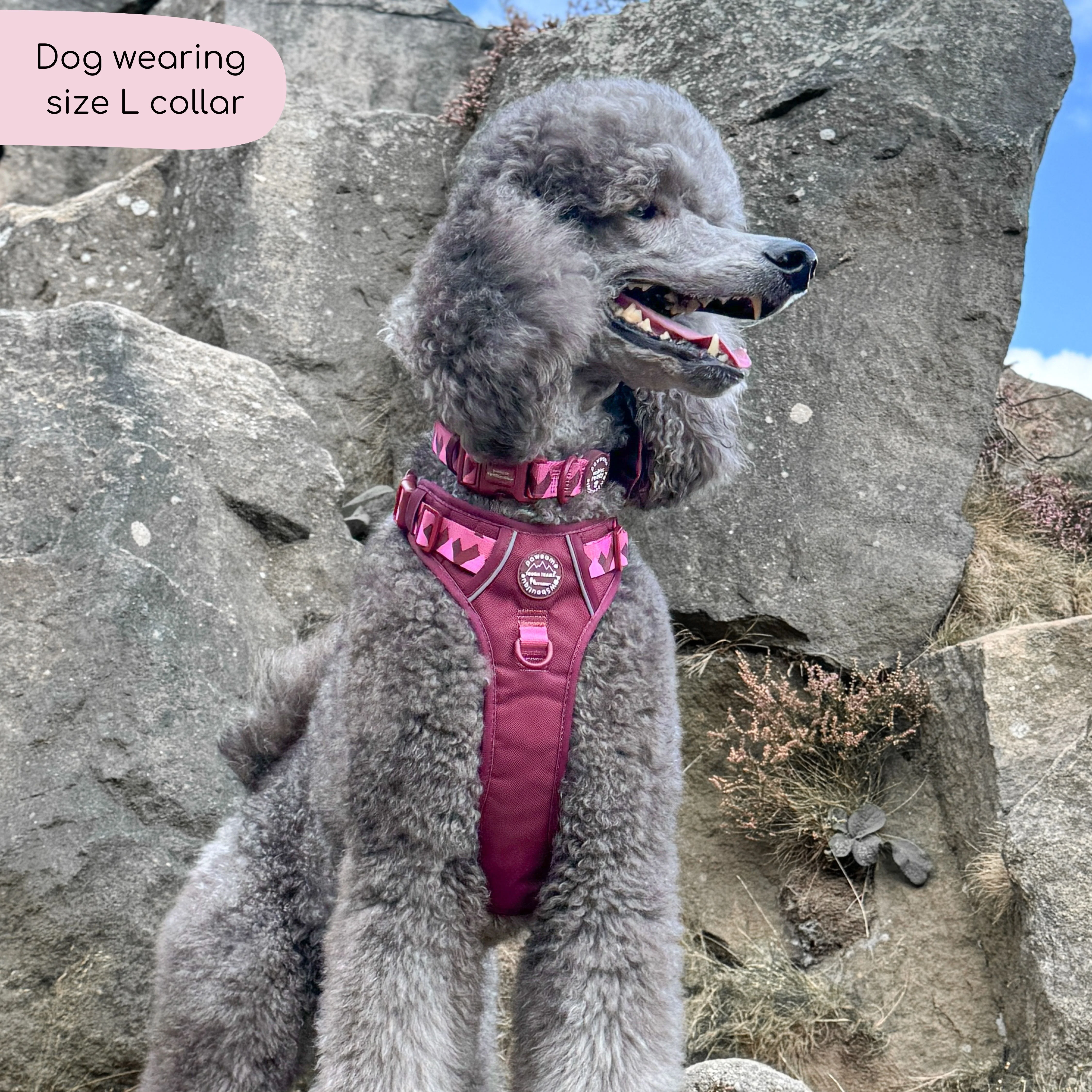Collar - Walkies Ready® Mulberry - Image 11