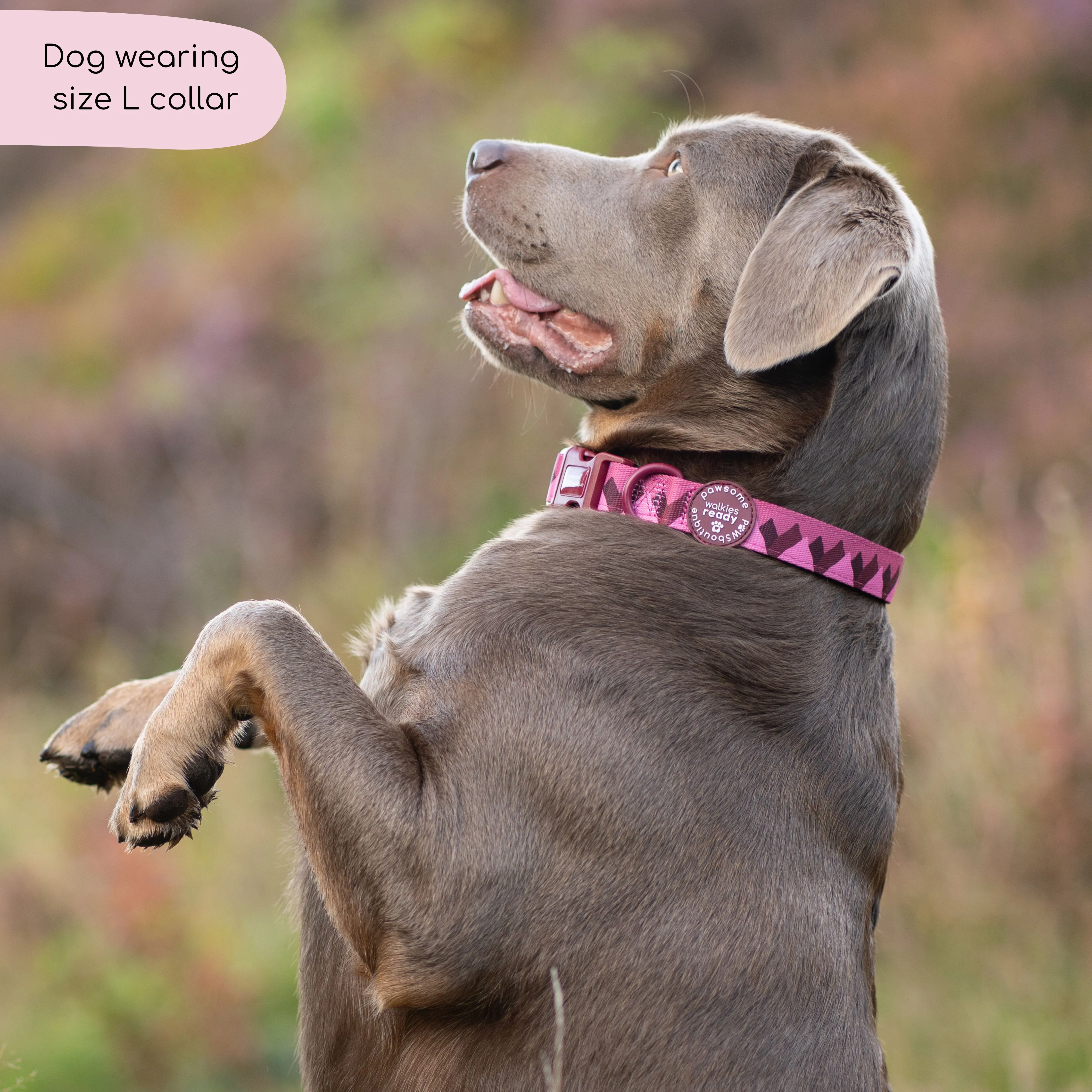 Collar - Walkies Ready® Mulberry - Image 4