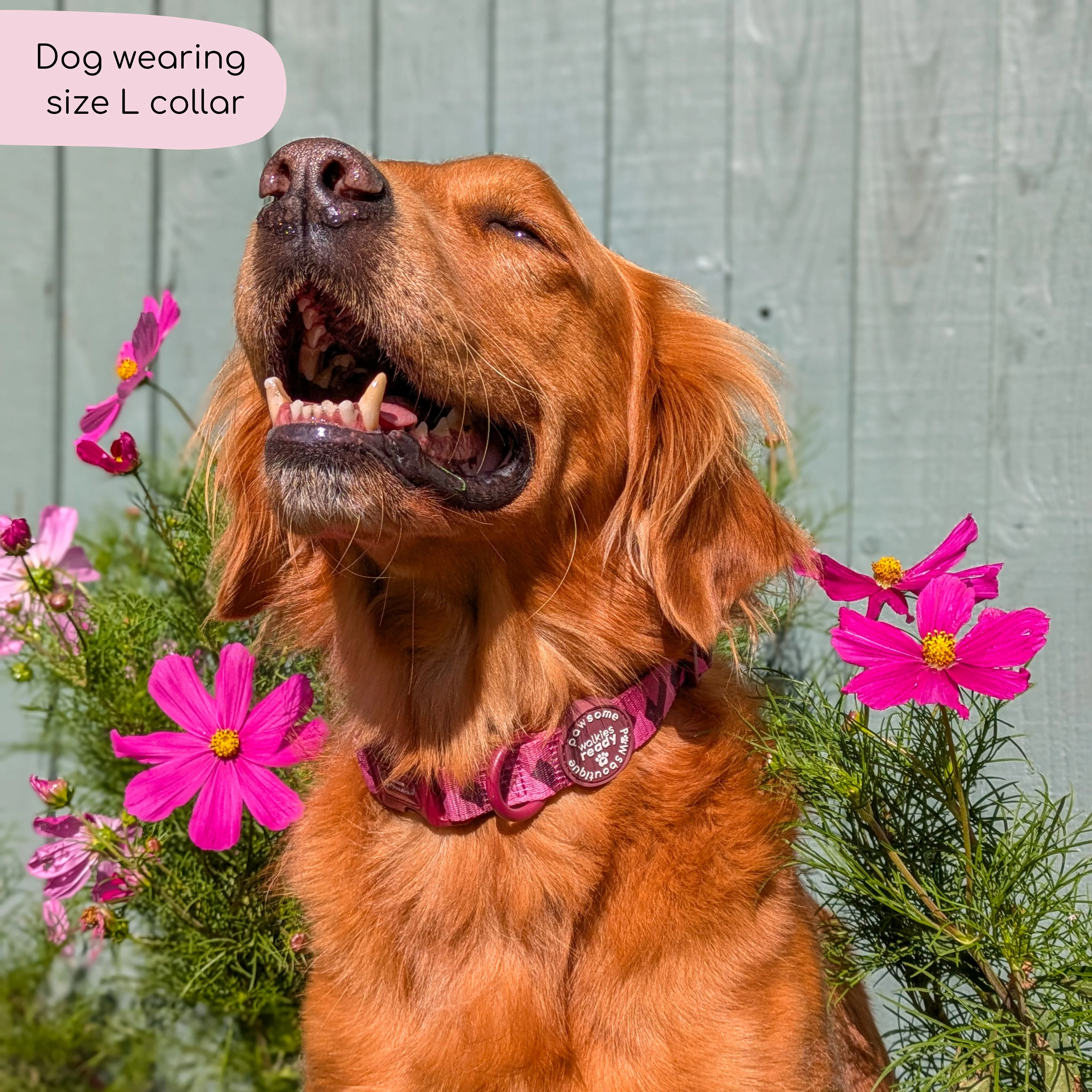 Collar - Walkies Ready® Mulberry - Image 5