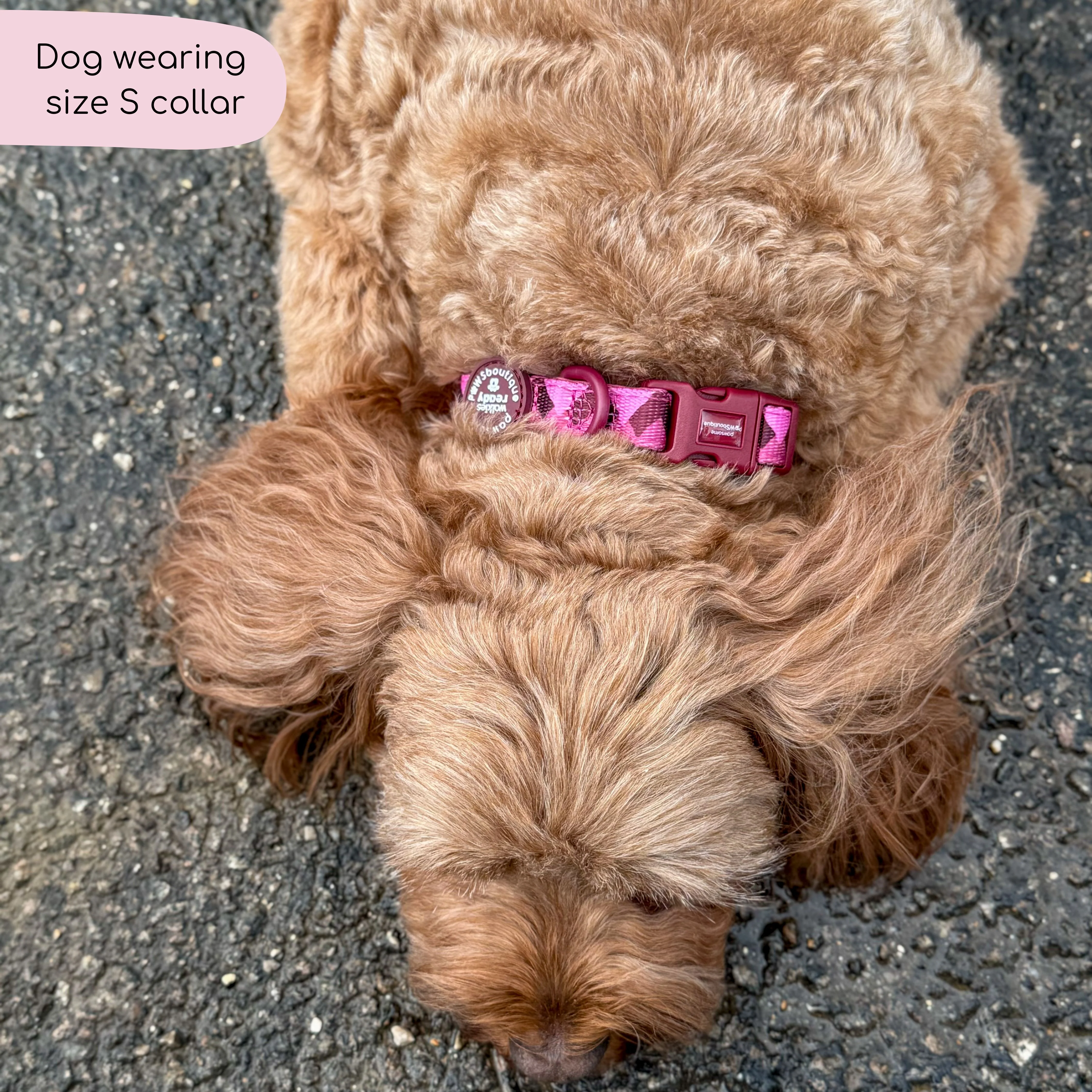 Collar - Walkies Ready® Mulberry - Image 7