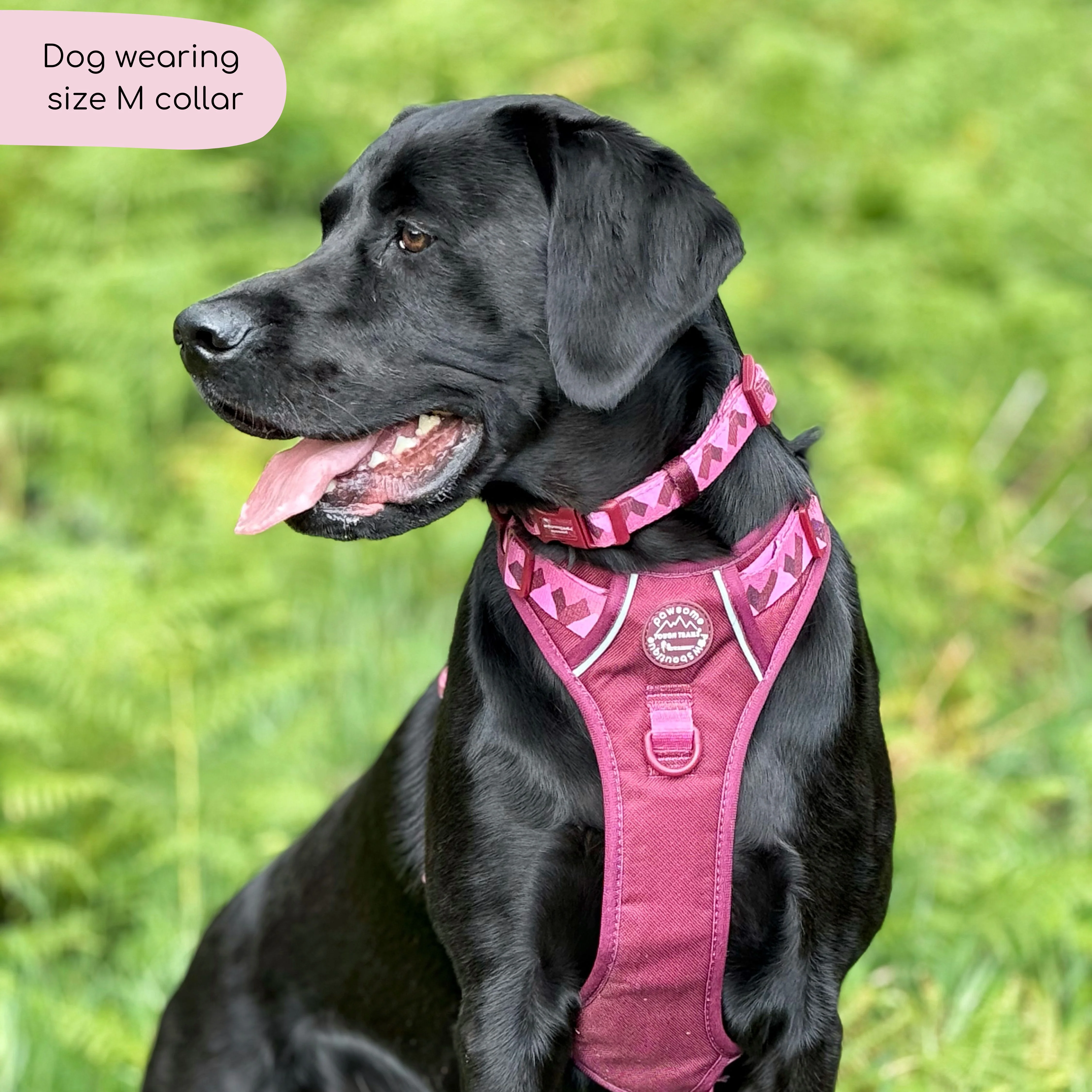 Collar - Walkies Ready® Mulberry - Image 9