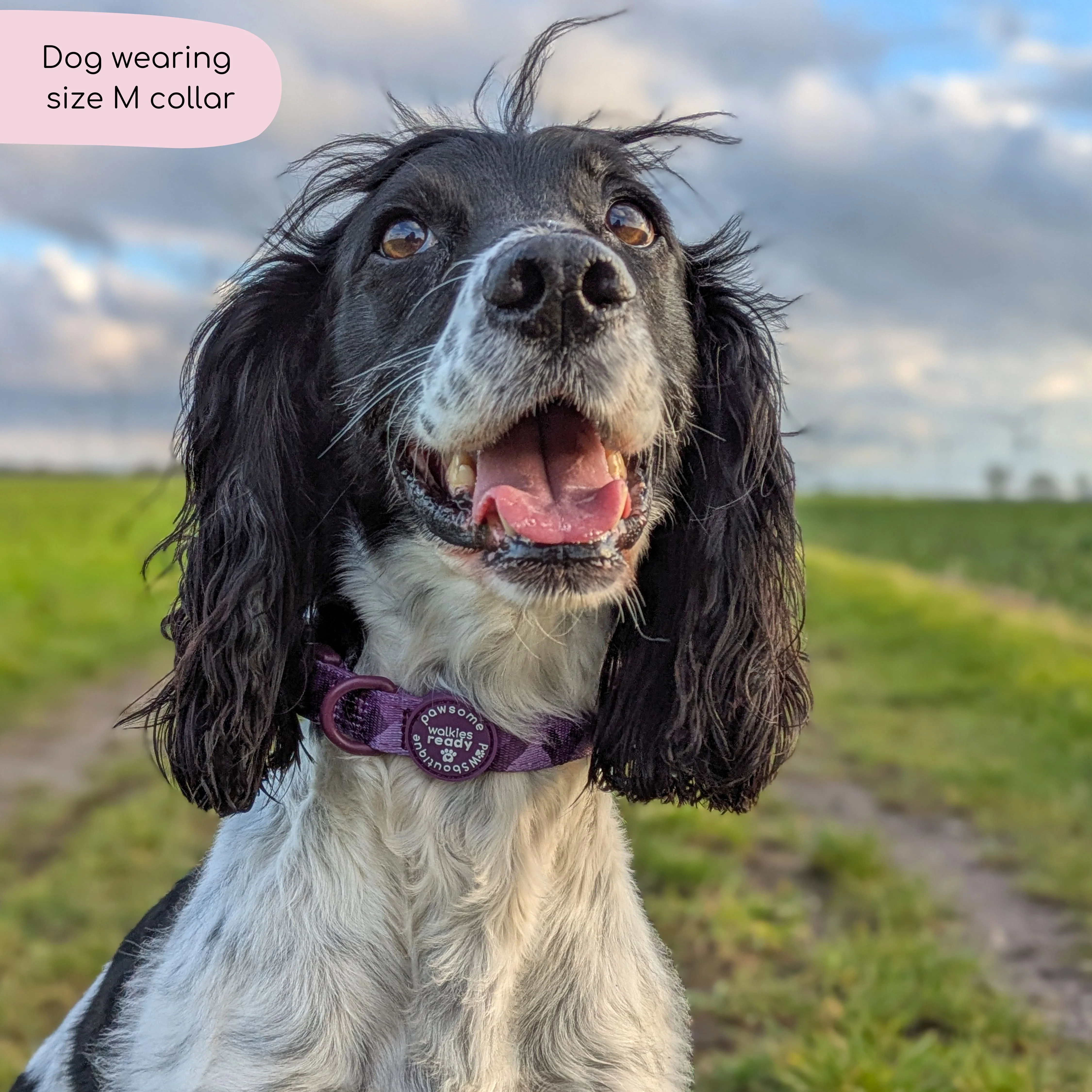 Collar – Walkies Ready® Plum - Image 10