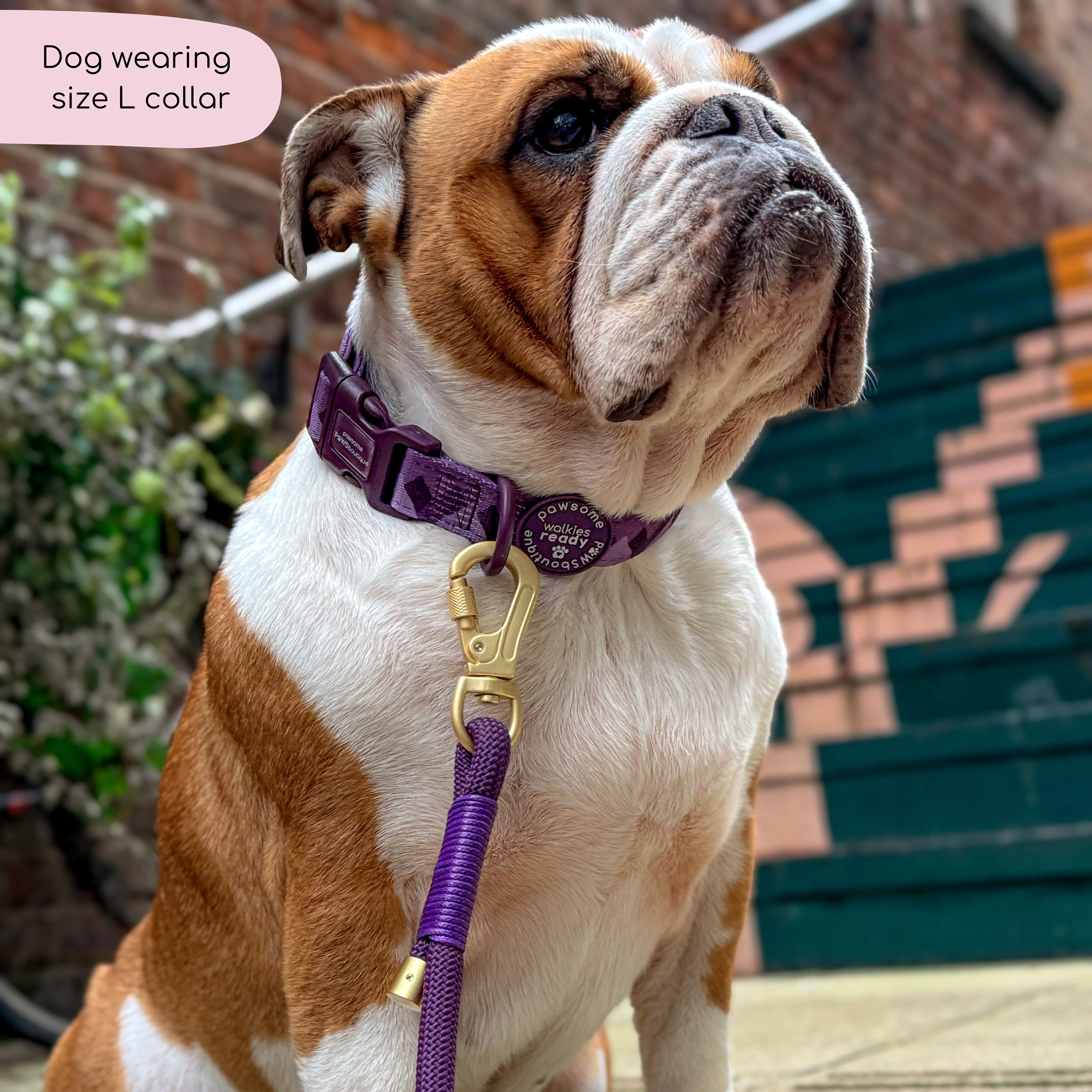 Collar – Walkies Ready® Plum - Image 3