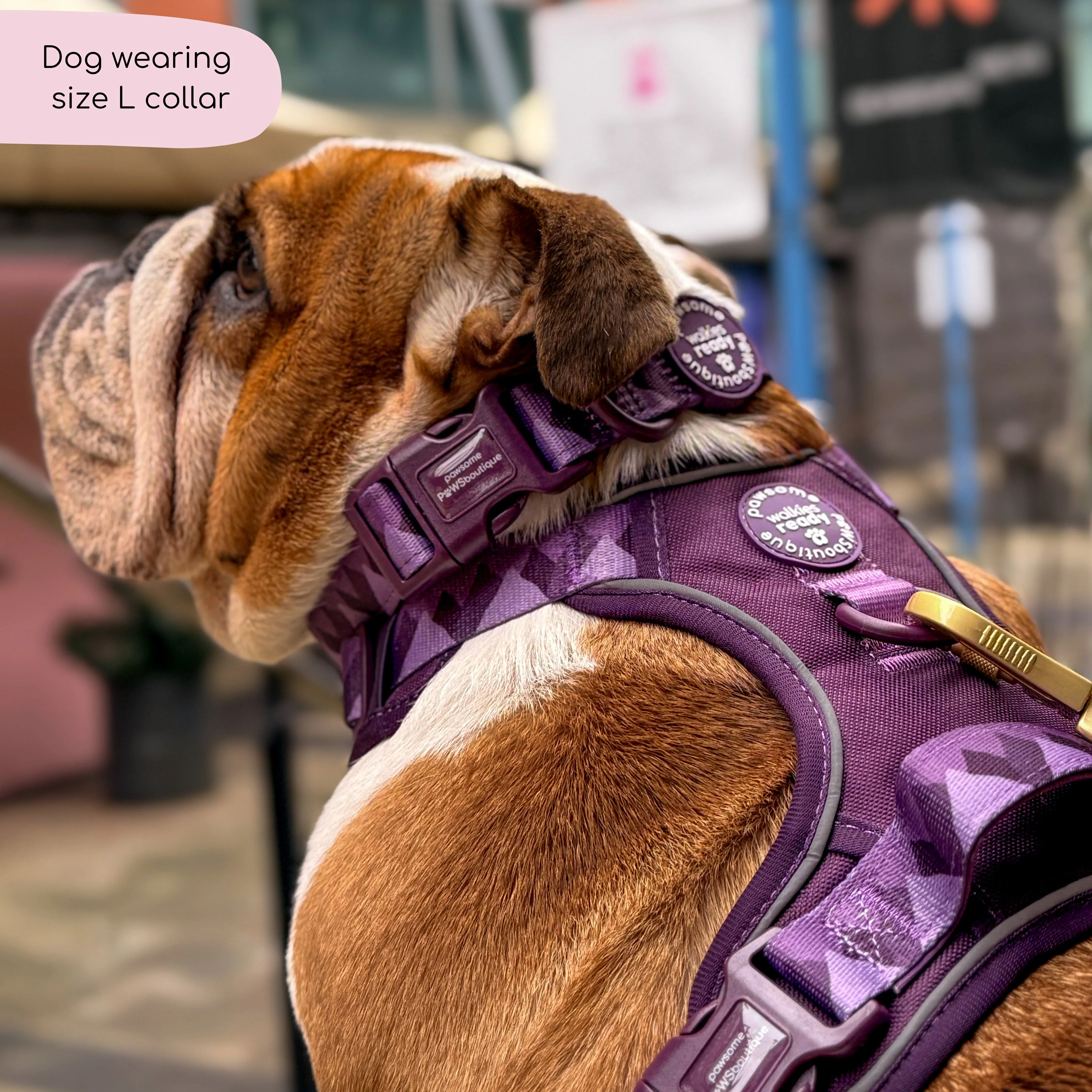 Collar – Walkies Ready® Plum - Image 7