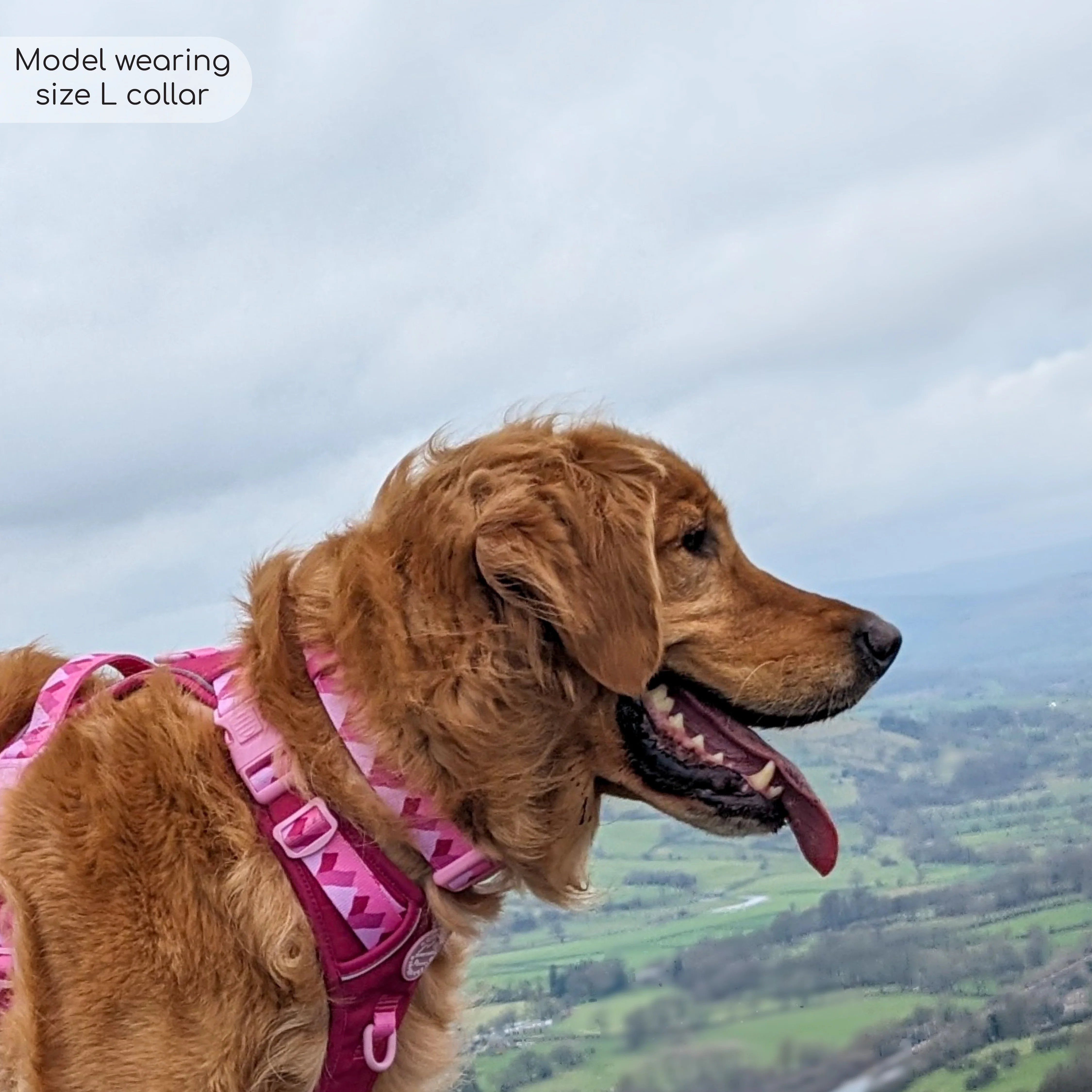 Collar - Walkies Ready® Raspberry Pink - Image 4