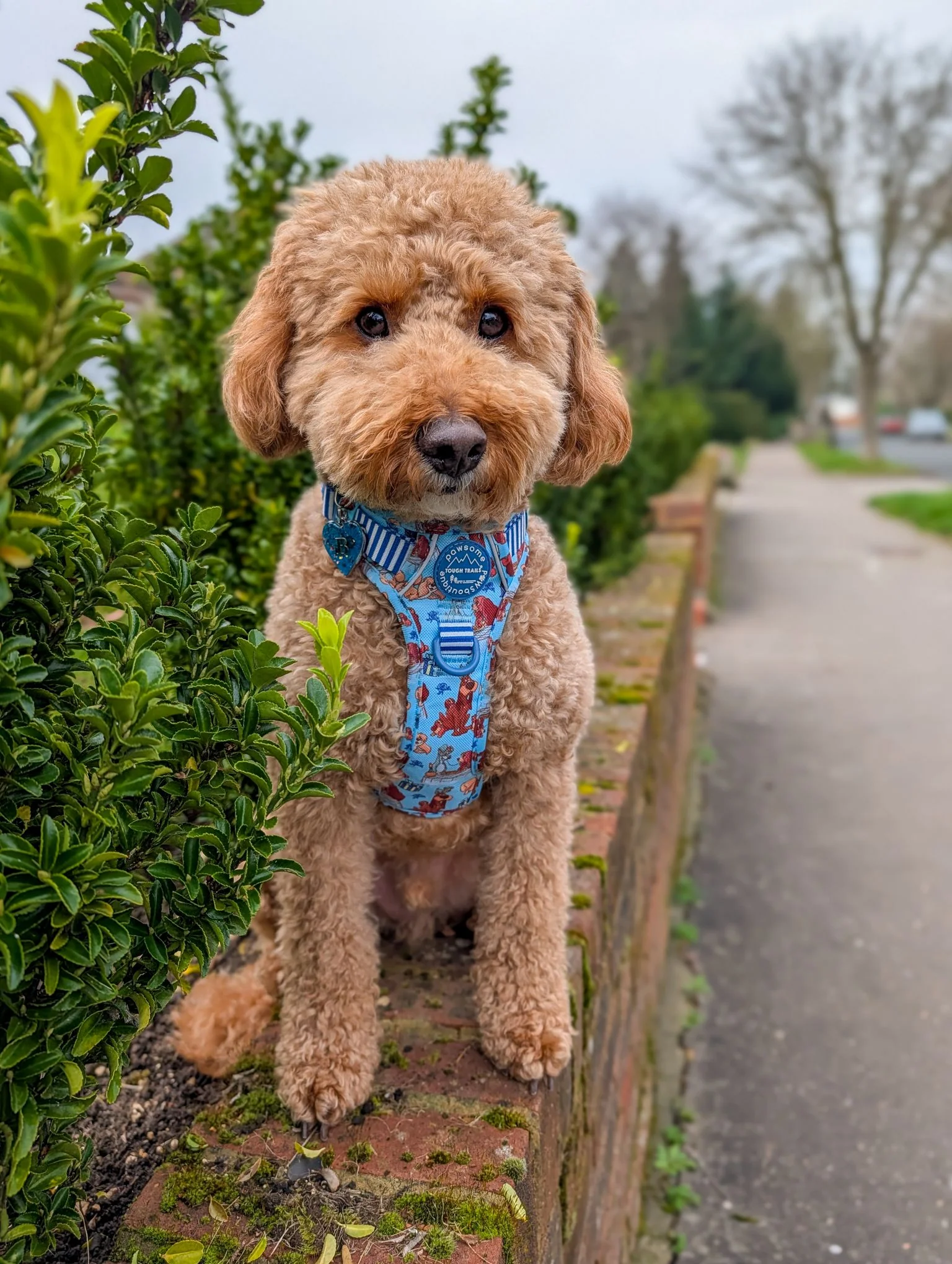 Disney© Tough Trails™ Harness - Tails Of Love - Image 8