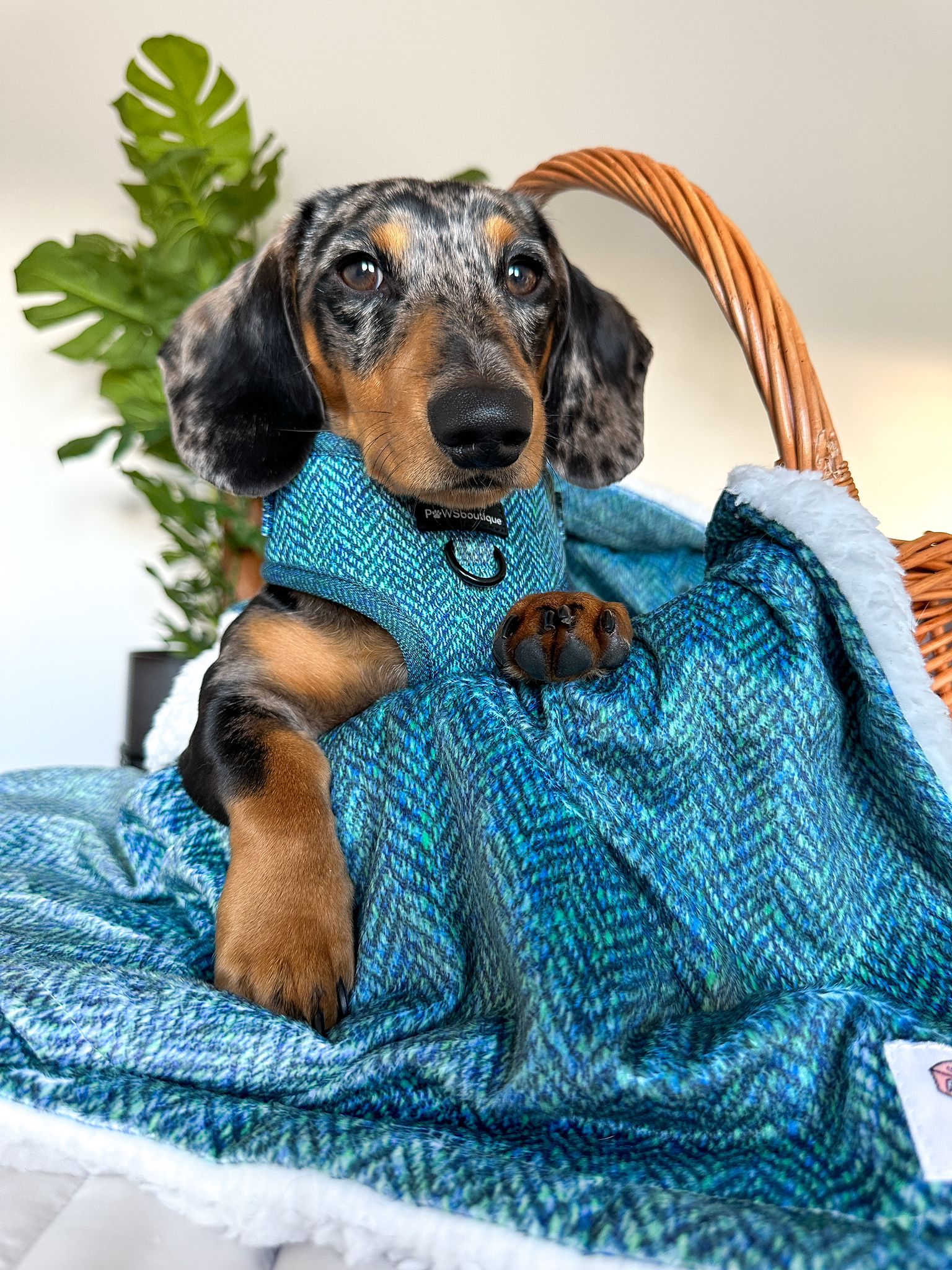 Dog Blanket - Country Teal - Image 4