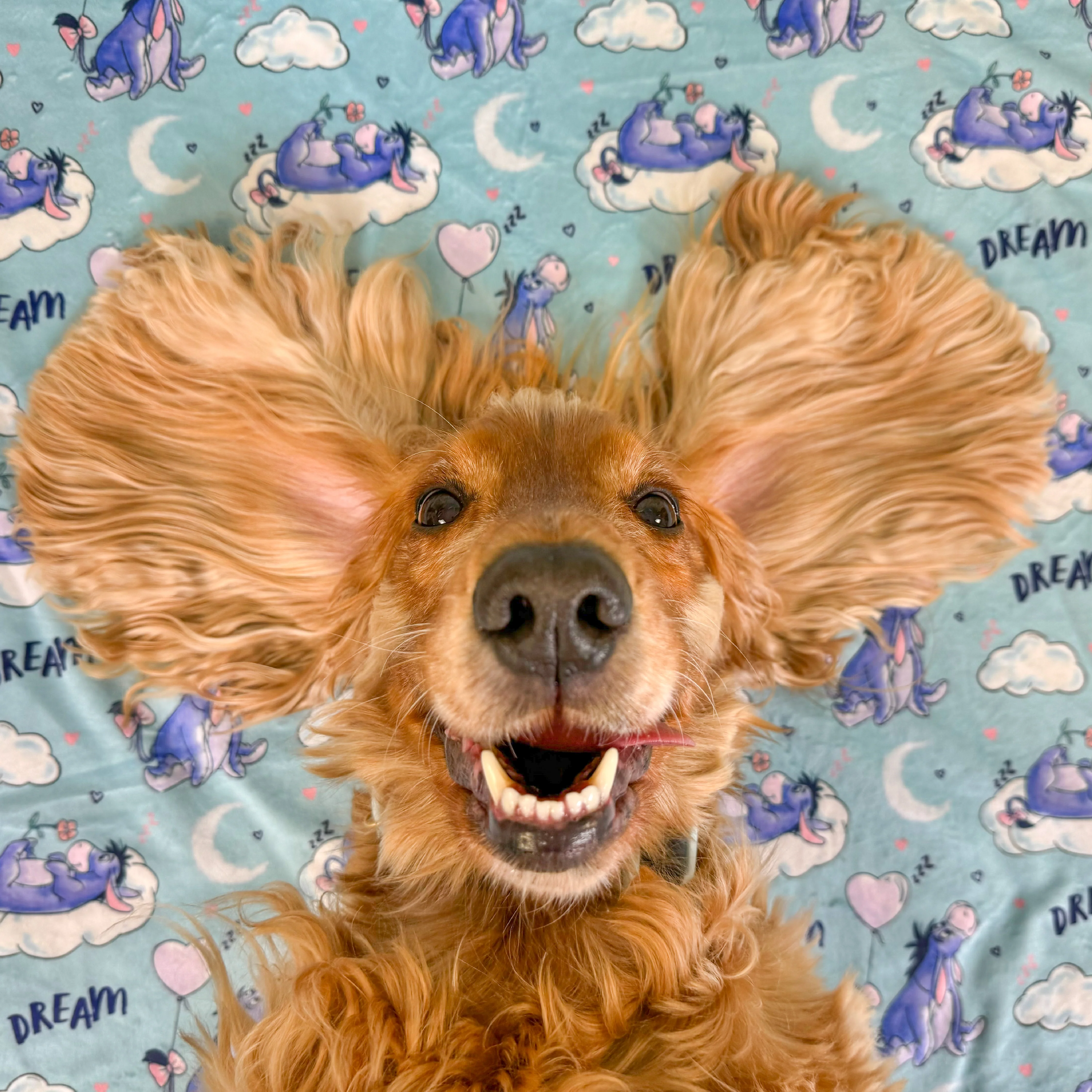 Disney© Dog Blanket - Eeyore - Image 5