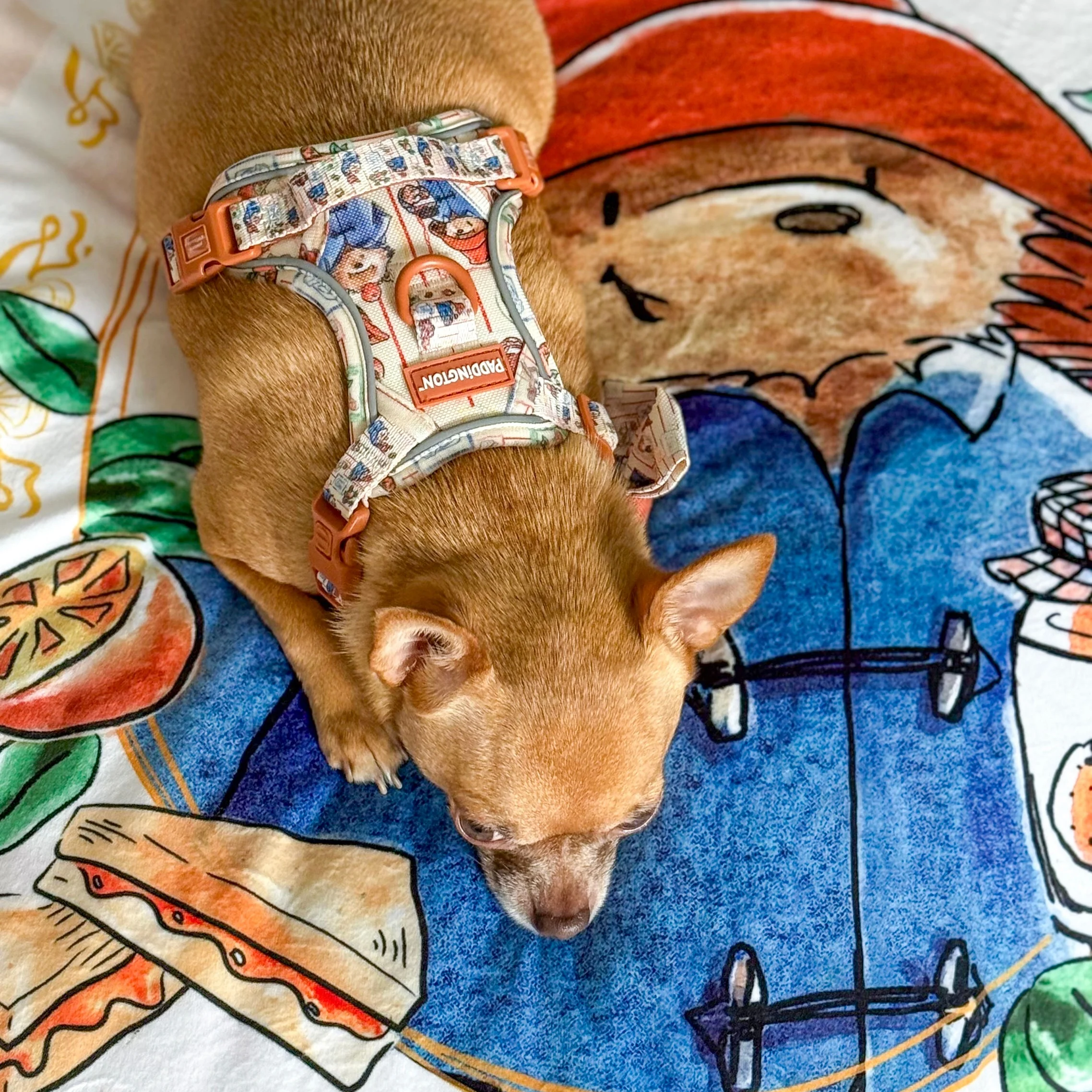 Paddingtonâ„¢ Dog Blanket - Peckish Paddington - Image 6