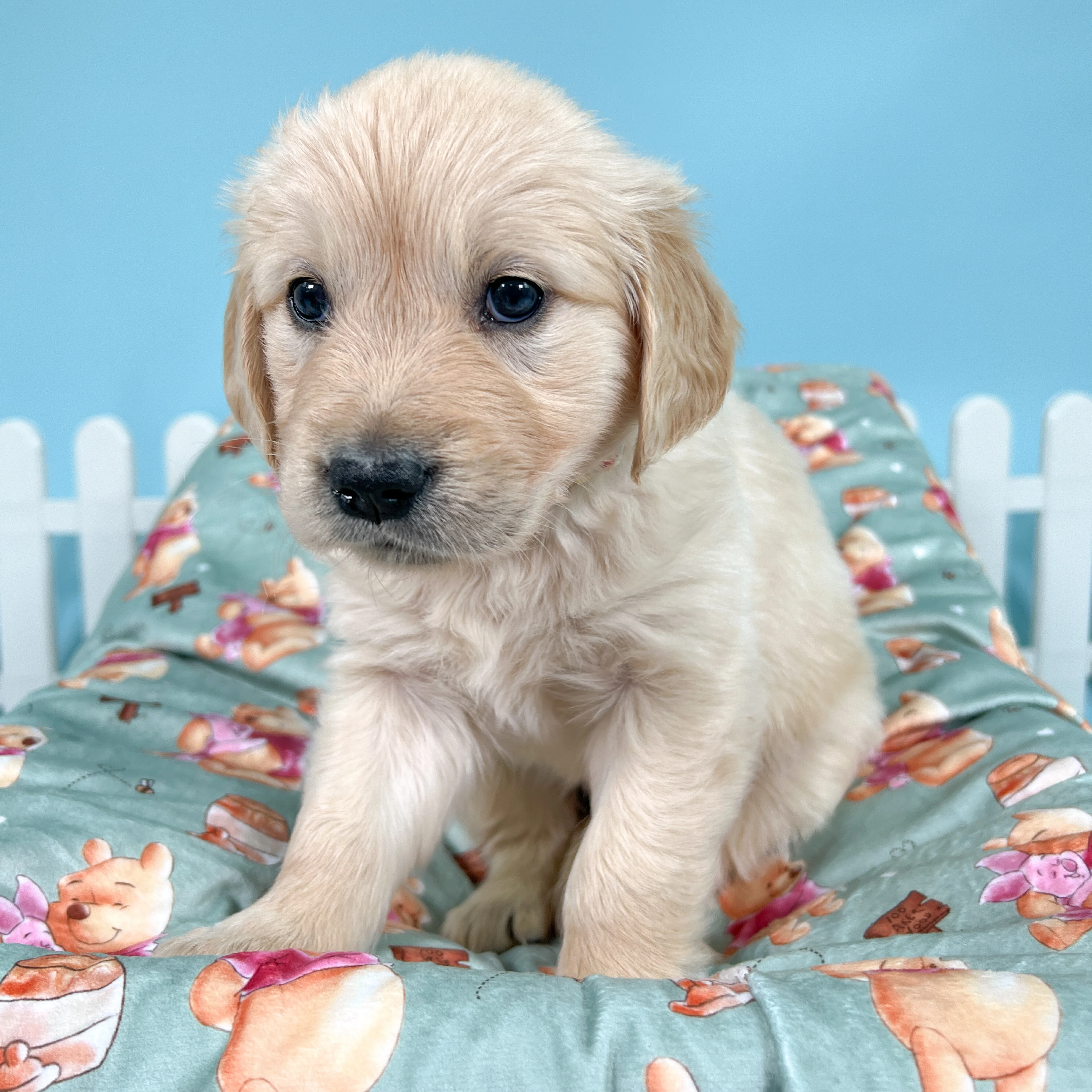 Disney© Dog Blanket - Winnie The Pooh - Image 4