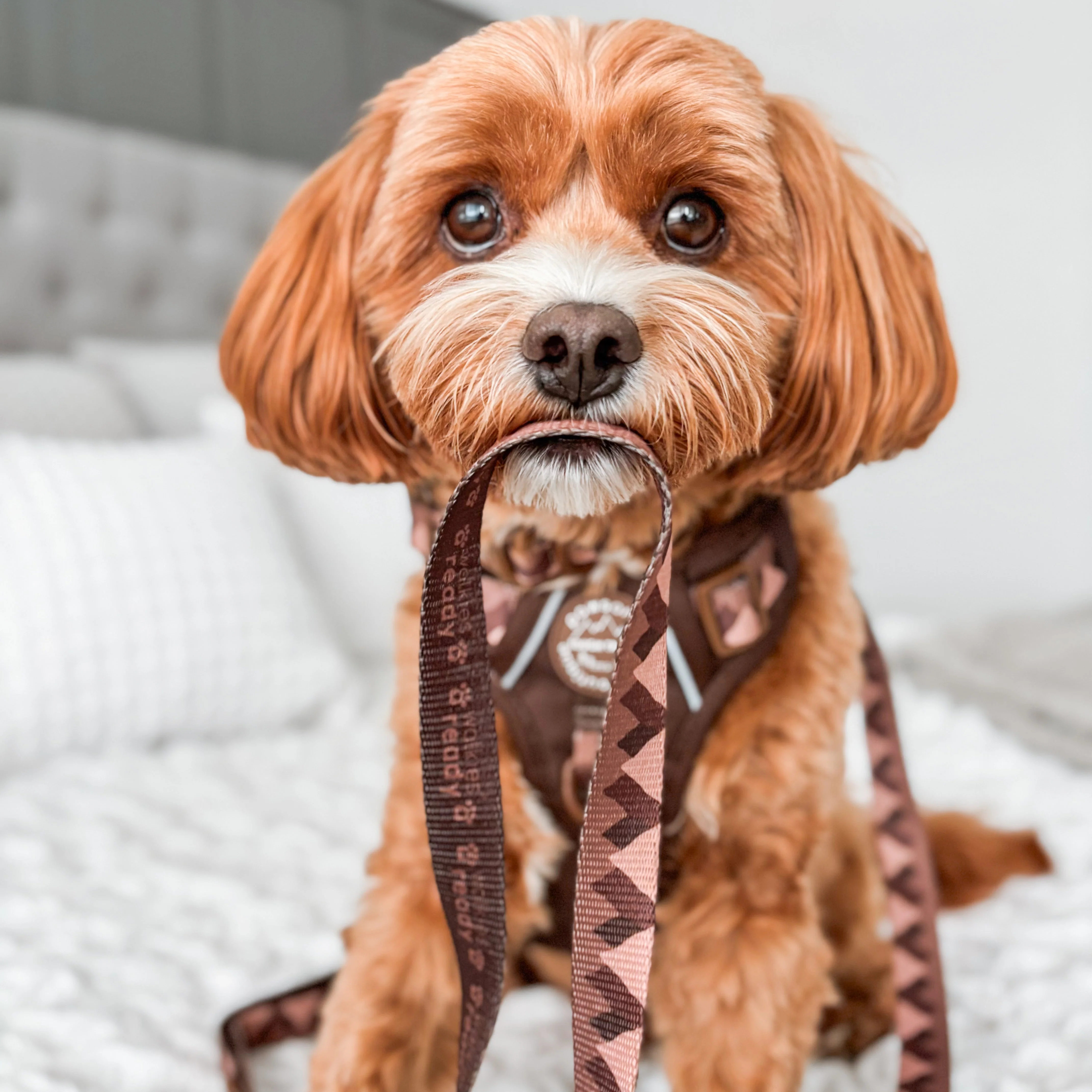 Lead - Walkies Ready® Chocolate Brown - Image 7