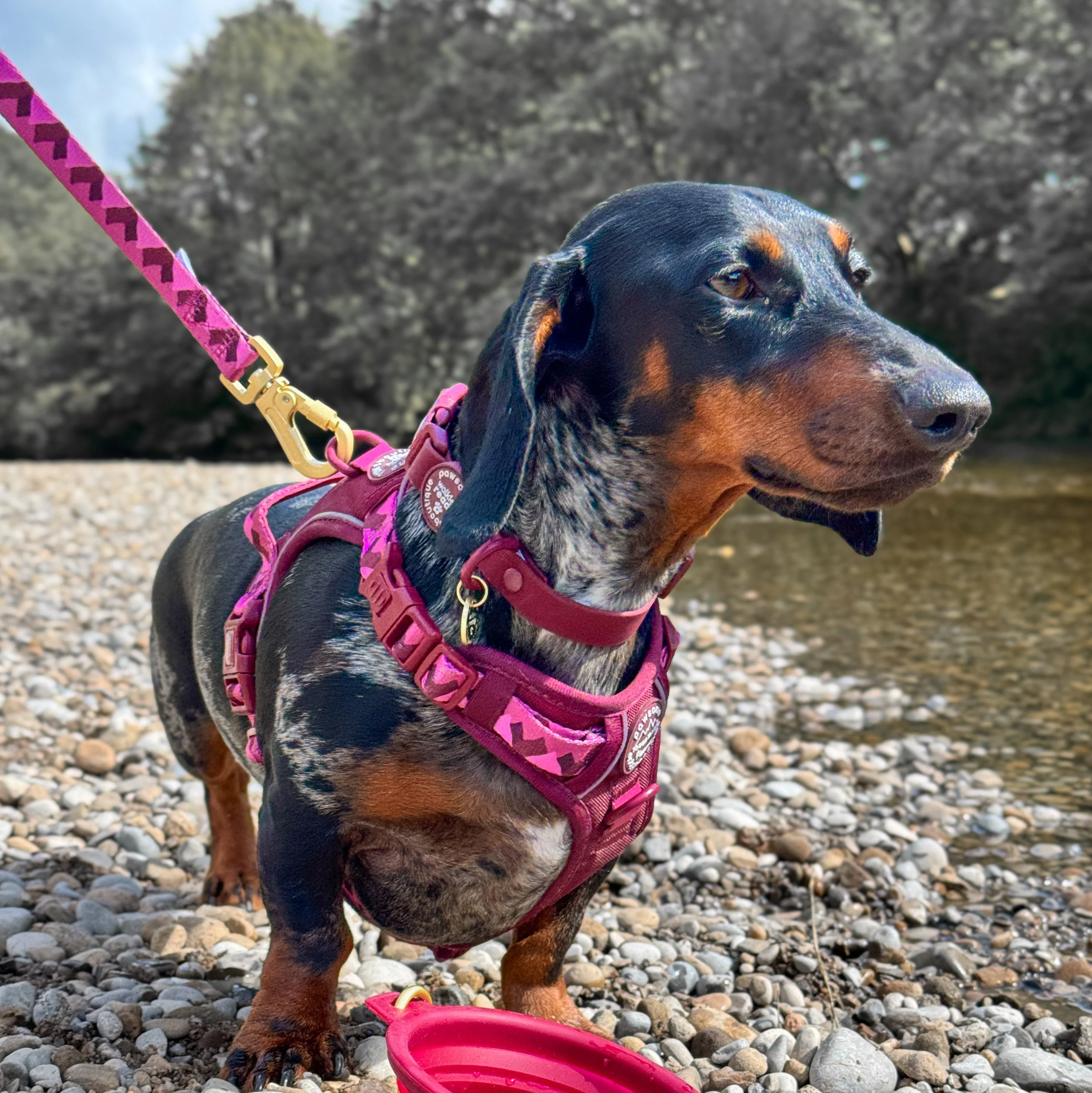 Lead - Walkies Ready® Mulberry - Image 8