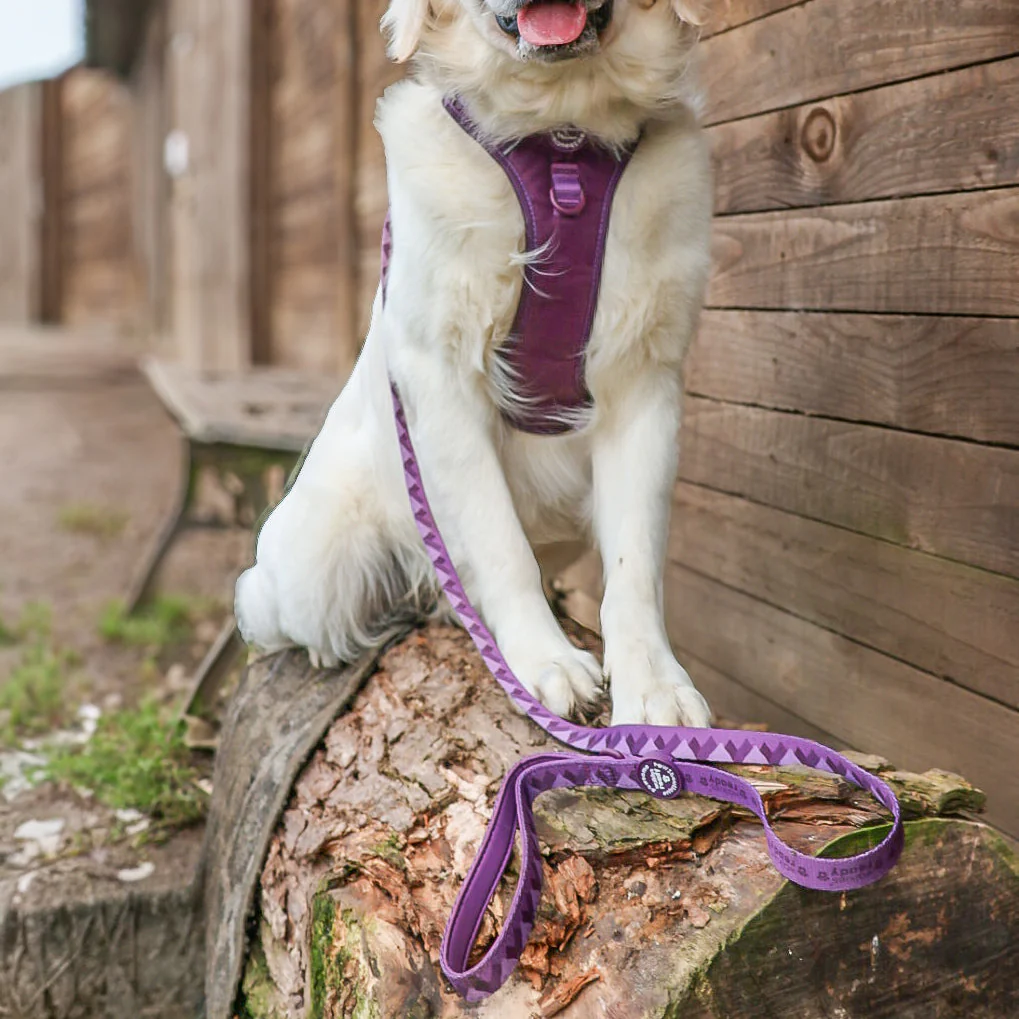 Lead - Walkies Ready® Plum - Image 12