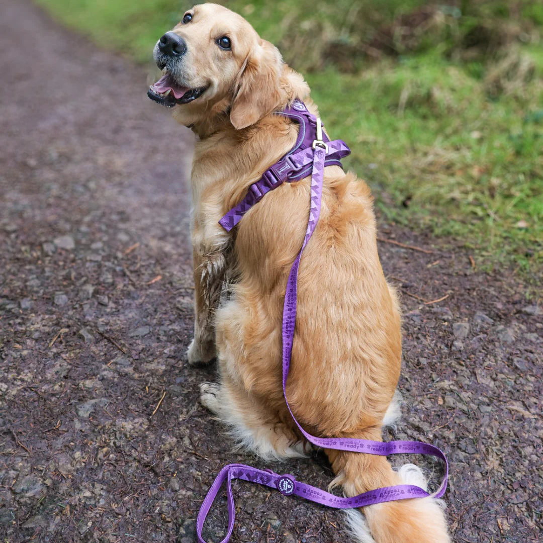 Lead - Walkies Ready® Plum - Image 4