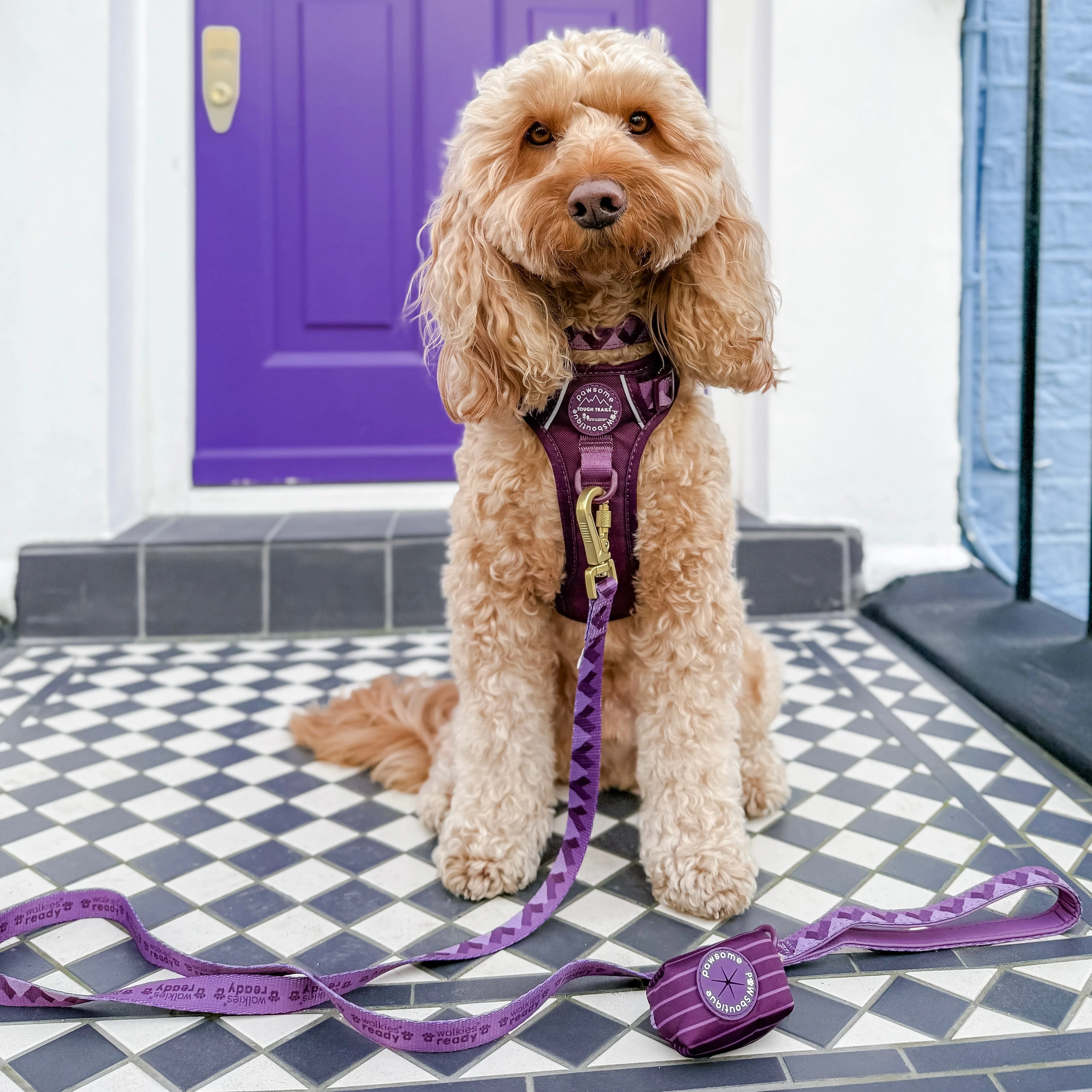 Lead - Walkies Ready® Plum - Image 5