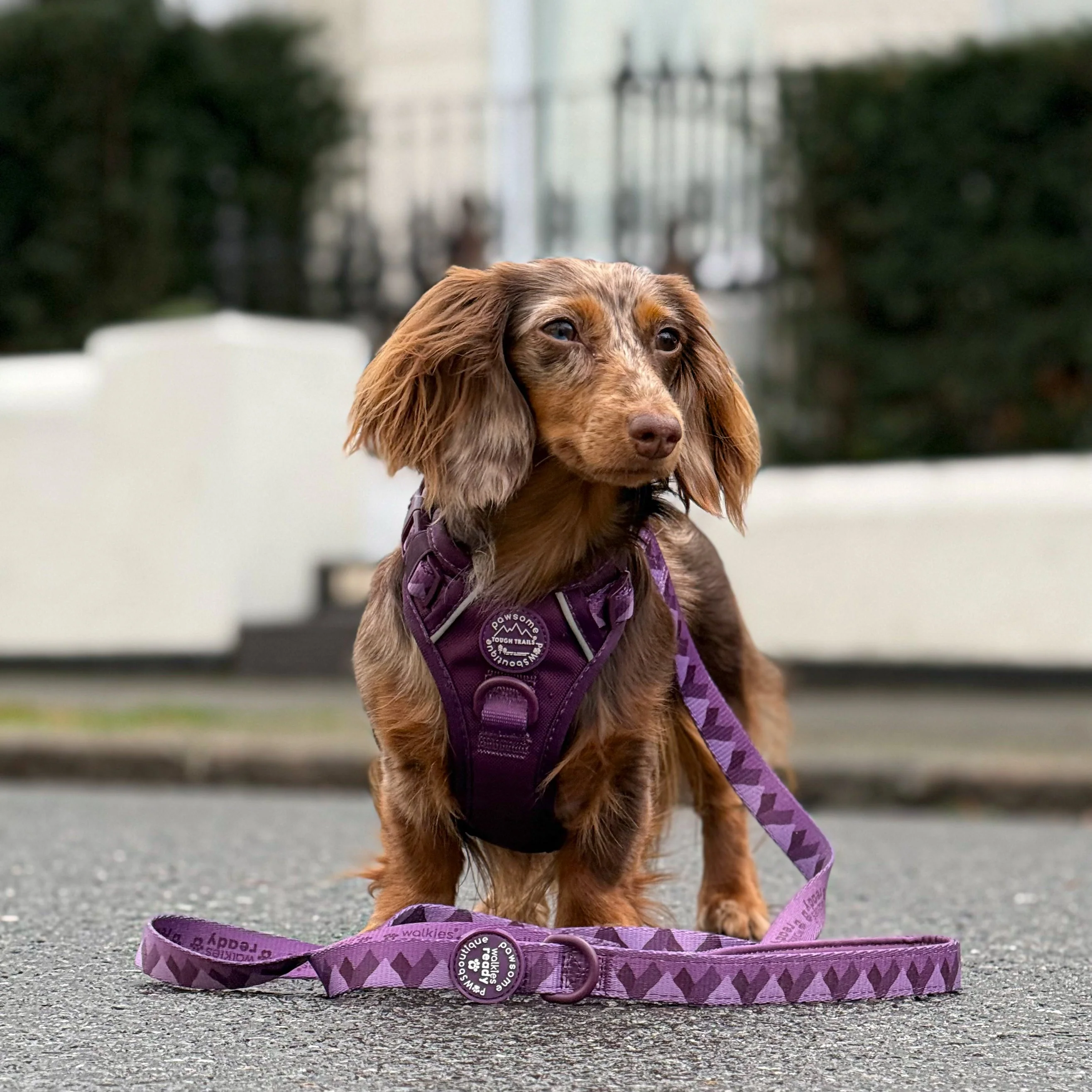 Lead - Walkies Ready® Plum - Image 6