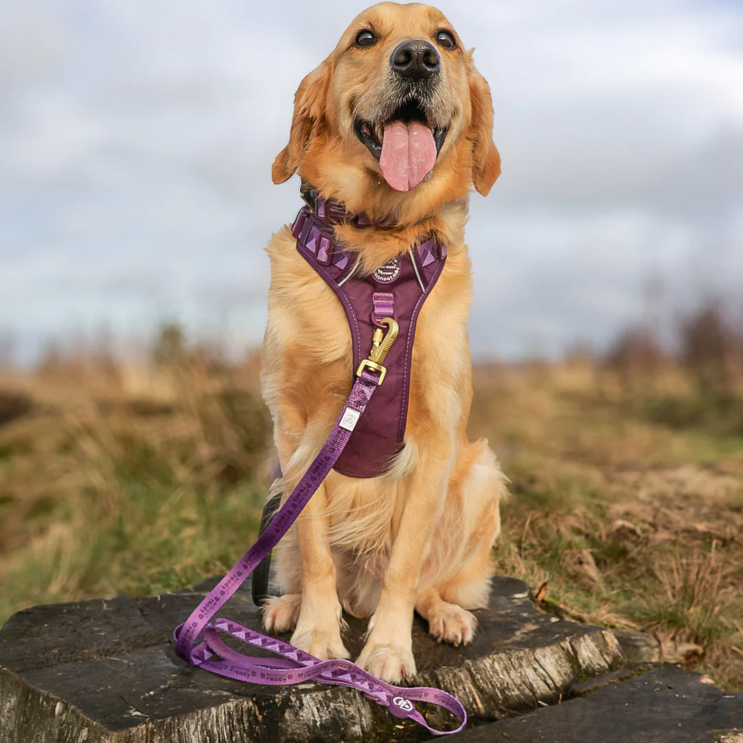 Lead - Walkies Ready® Plum - Image 7