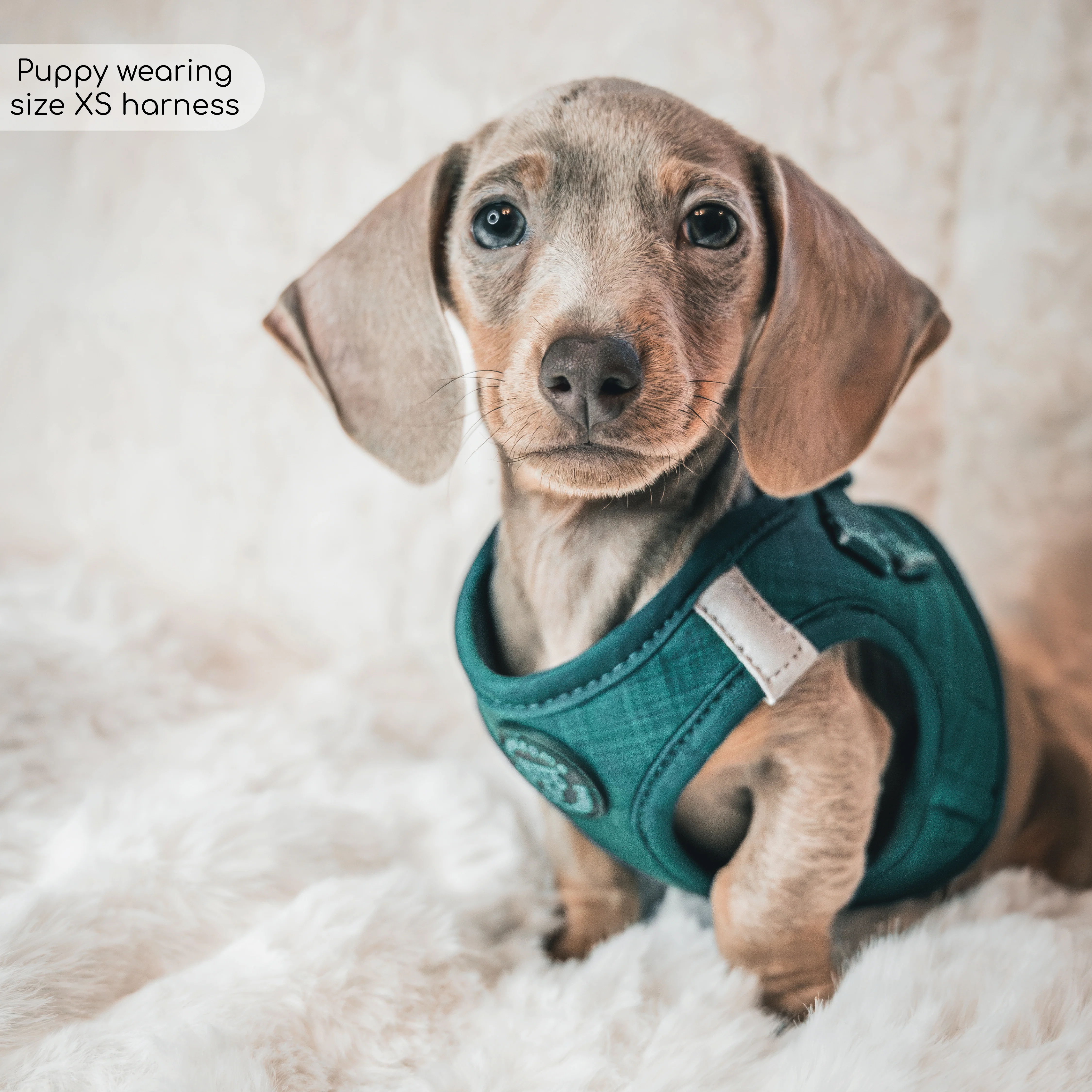 Pawsome Pup Harness - Emerald - Image 7