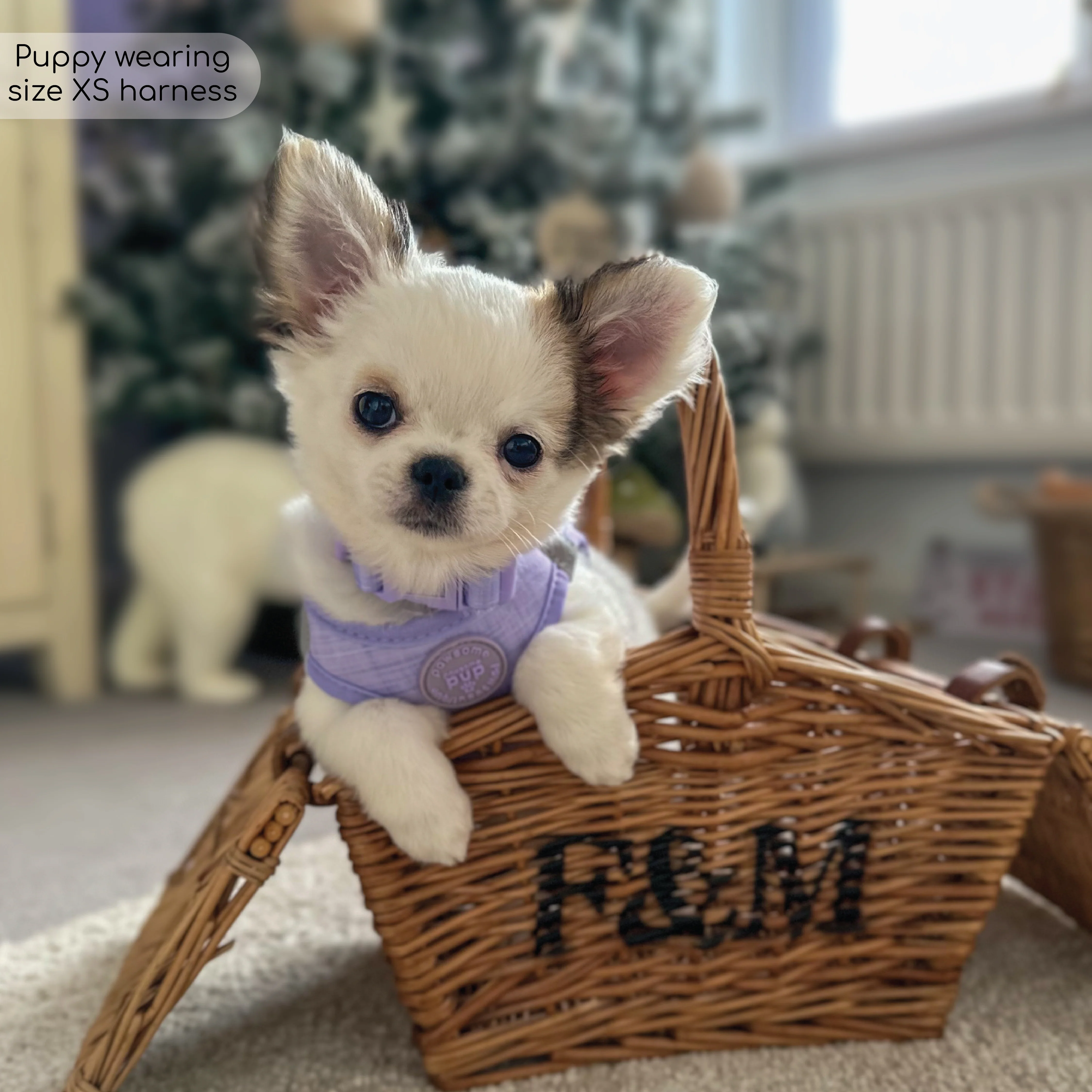 Pawsome Pup Harness - Lilac - Image 15