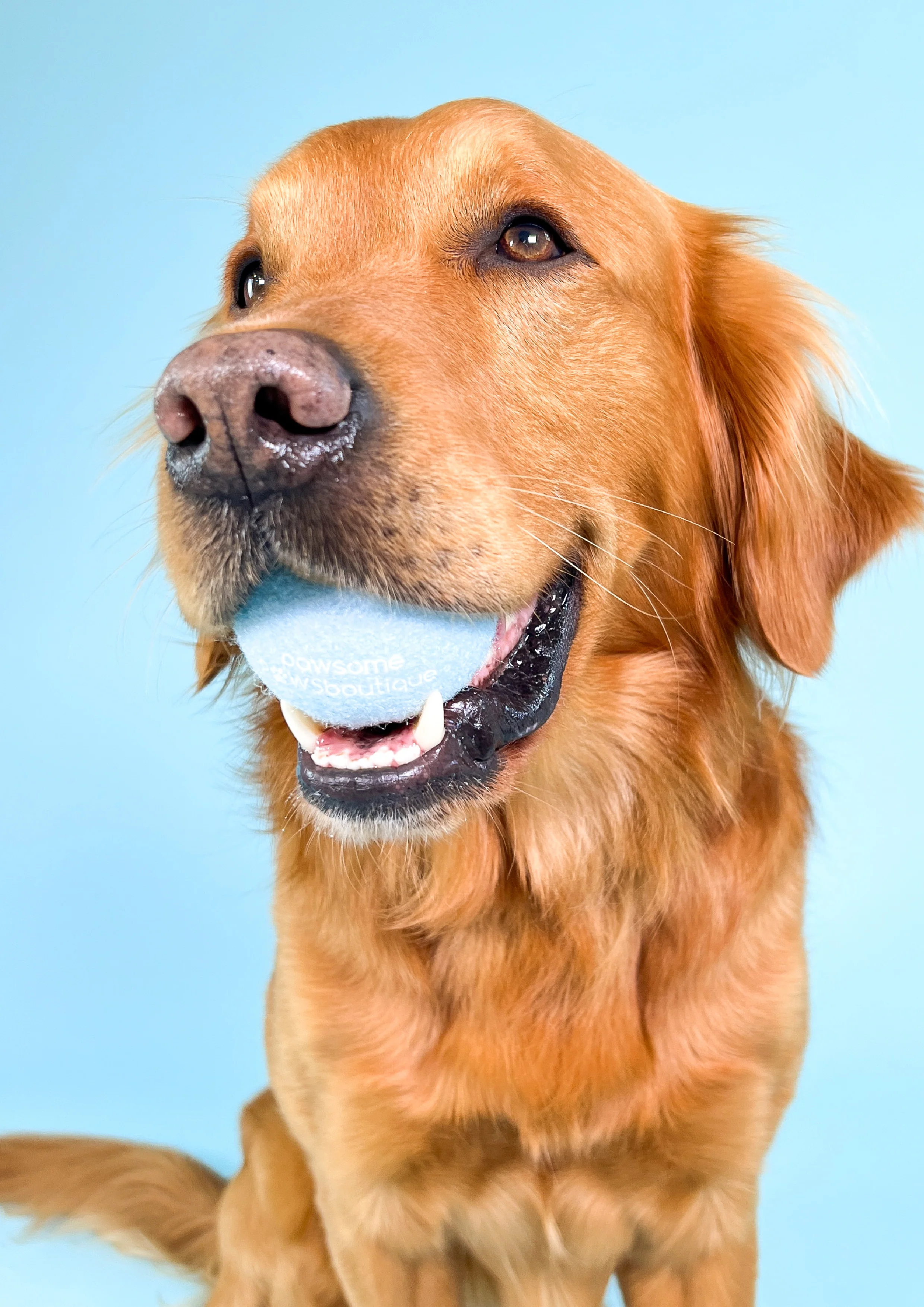 PPB Tennis Ball - Blue - Image 4