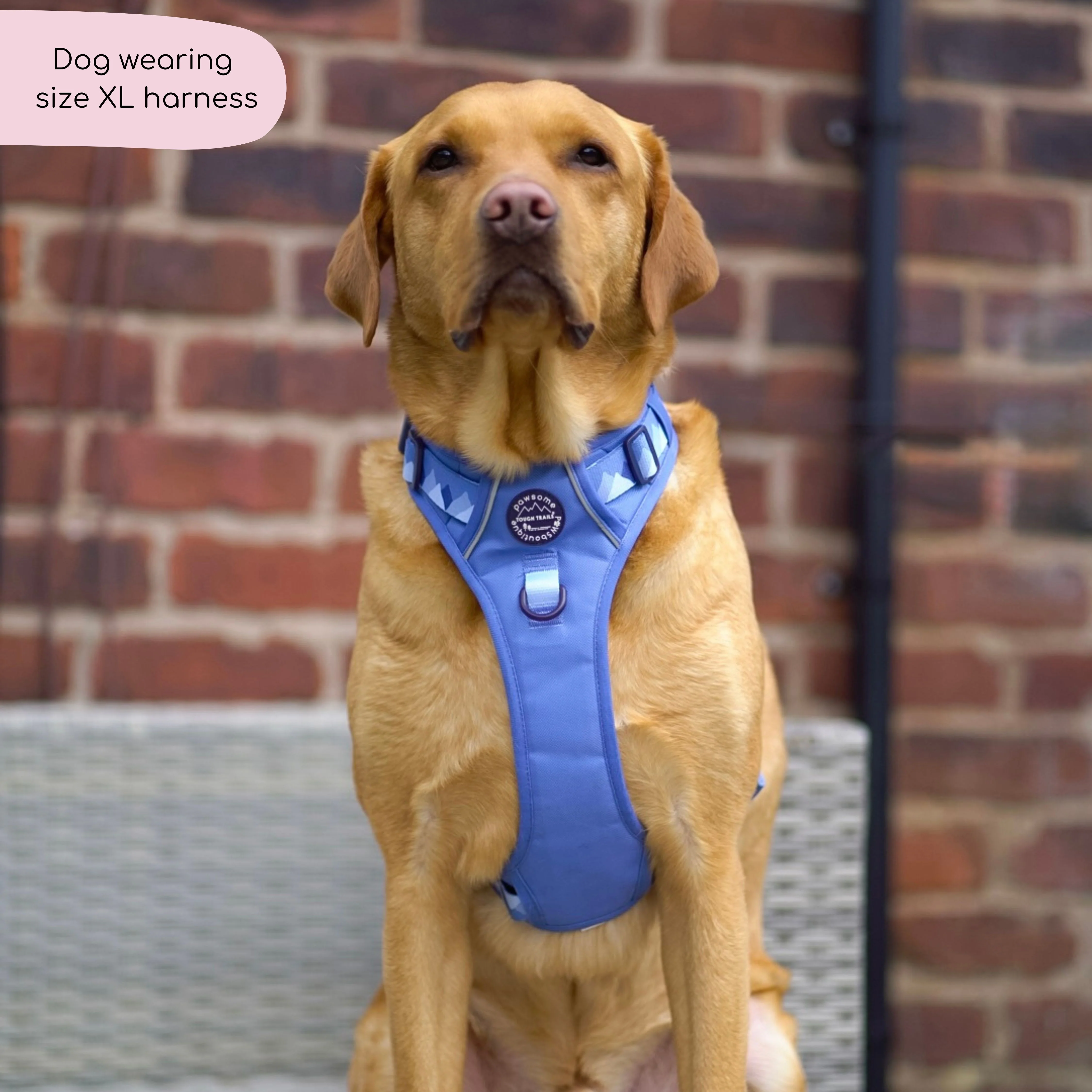 Tough Trails™ Harness - Walkies Ready® Cornflower Blue - Image 14