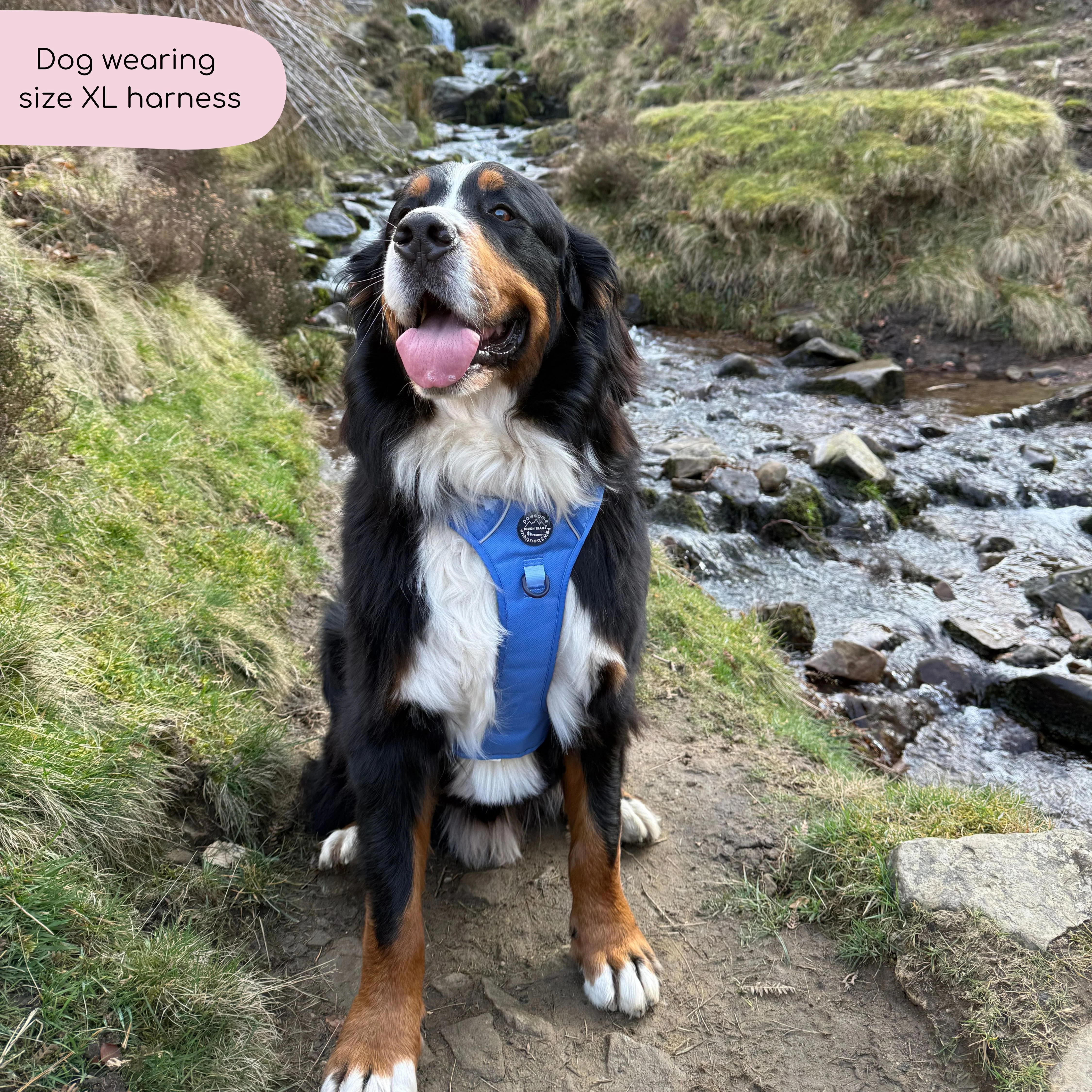 Tough Trails™ Harness - Walkies Ready® Cornflower Blue - Image 16