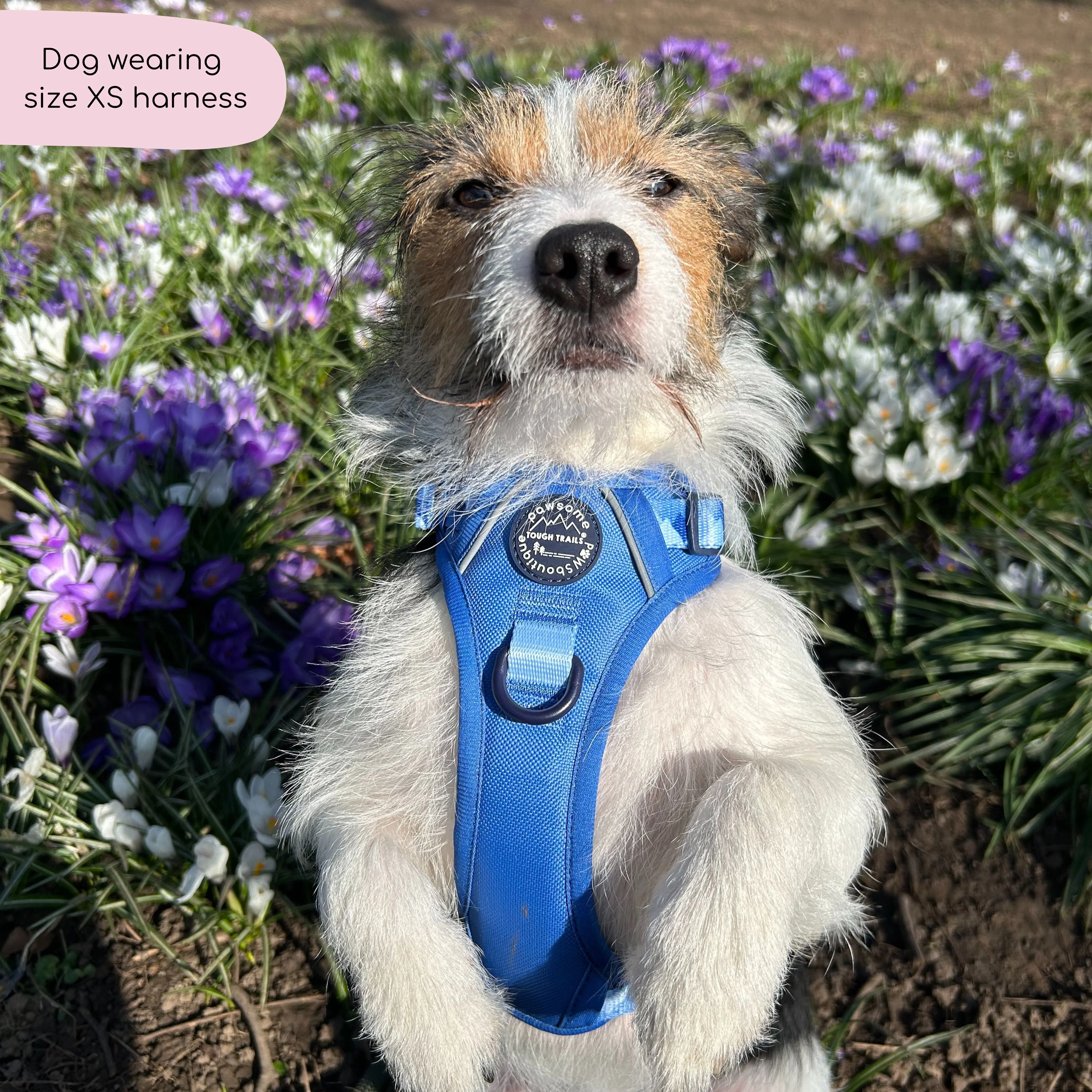Tough Trails™ Harness - Walkies Ready® Cornflower Blue - Image 5