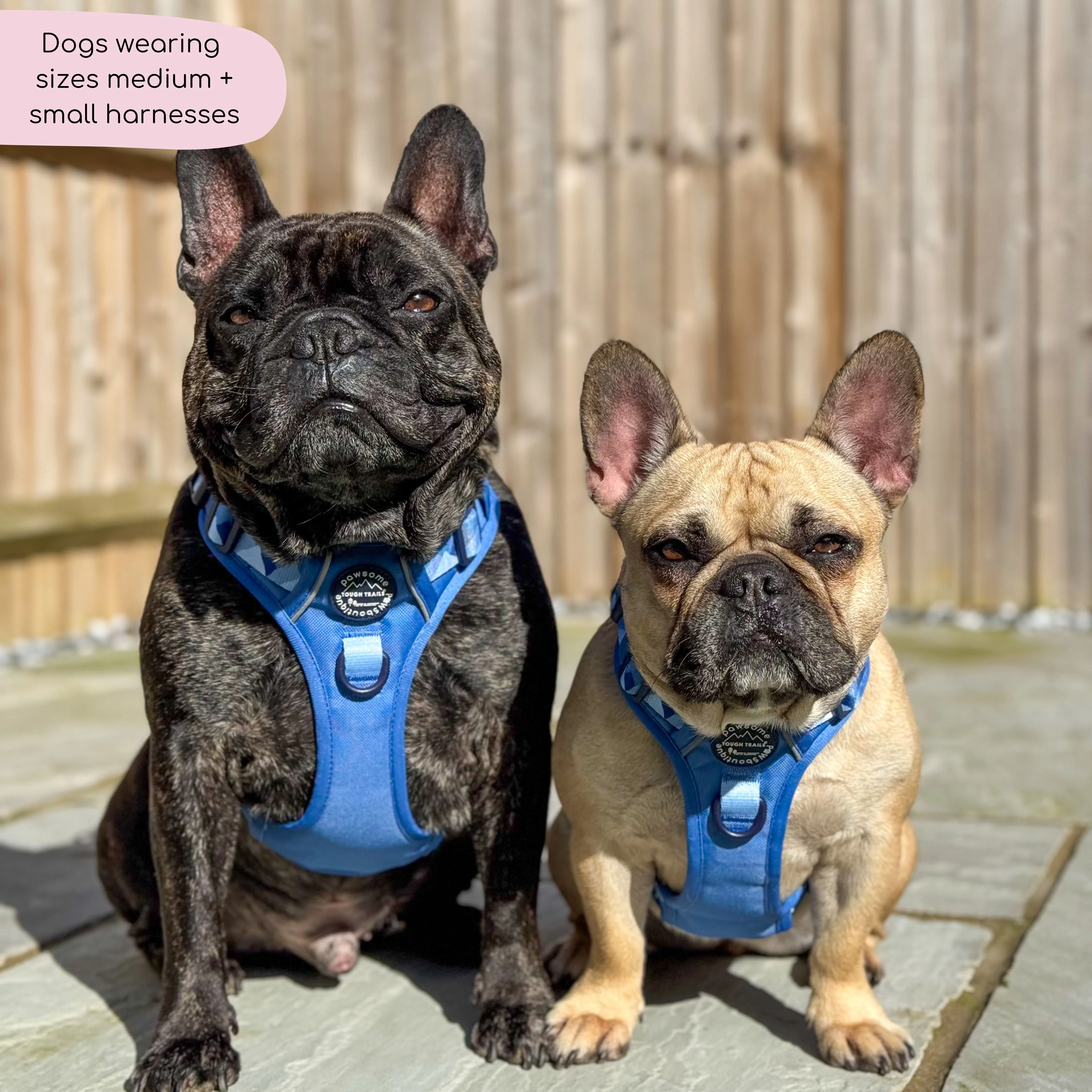 Tough Trails™ Harness - Walkies Ready® Cornflower Blue - Image 7
