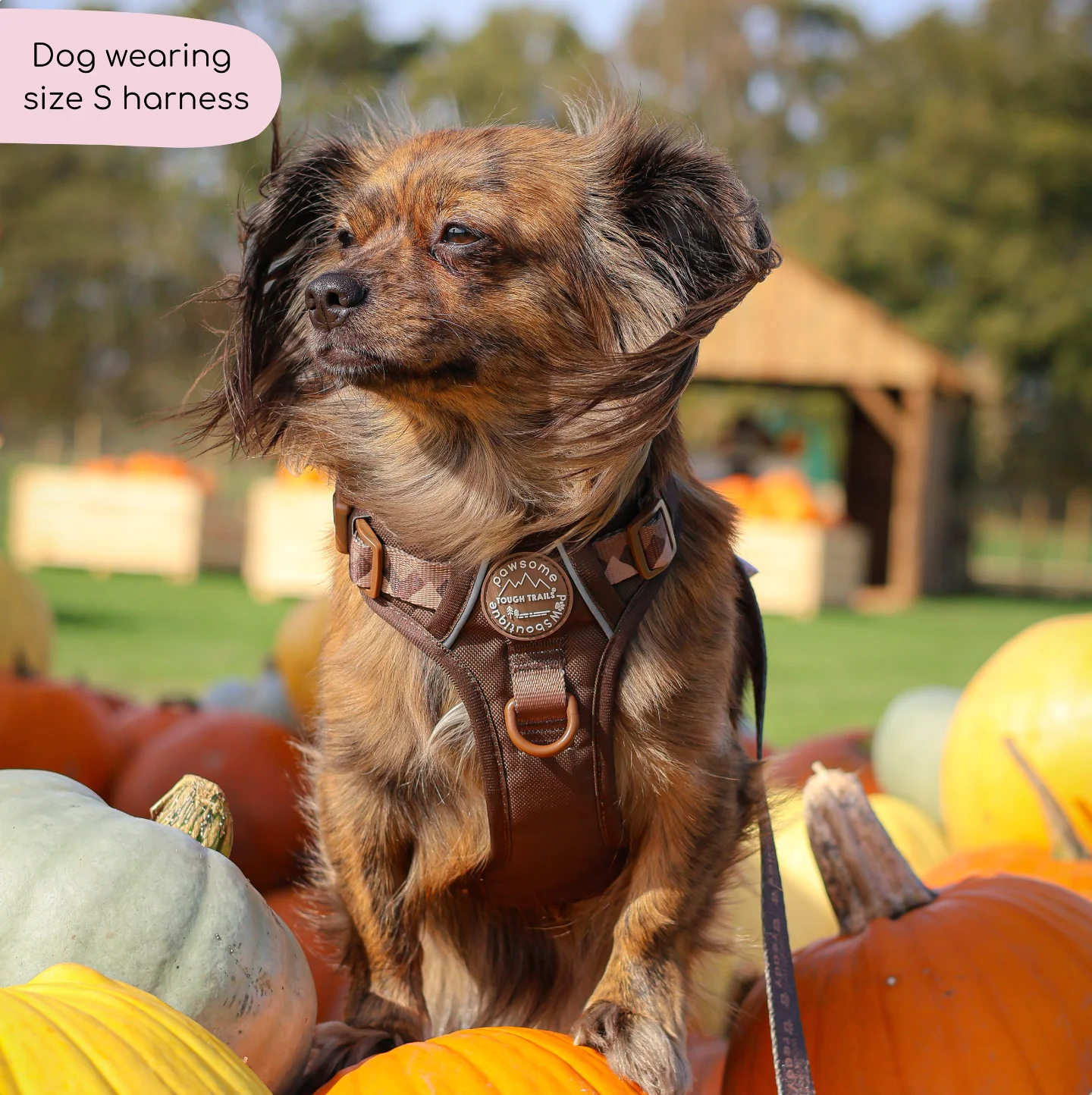 Tough Trails™ Harness - Walkies Ready® Chocolate Brown - Image 14