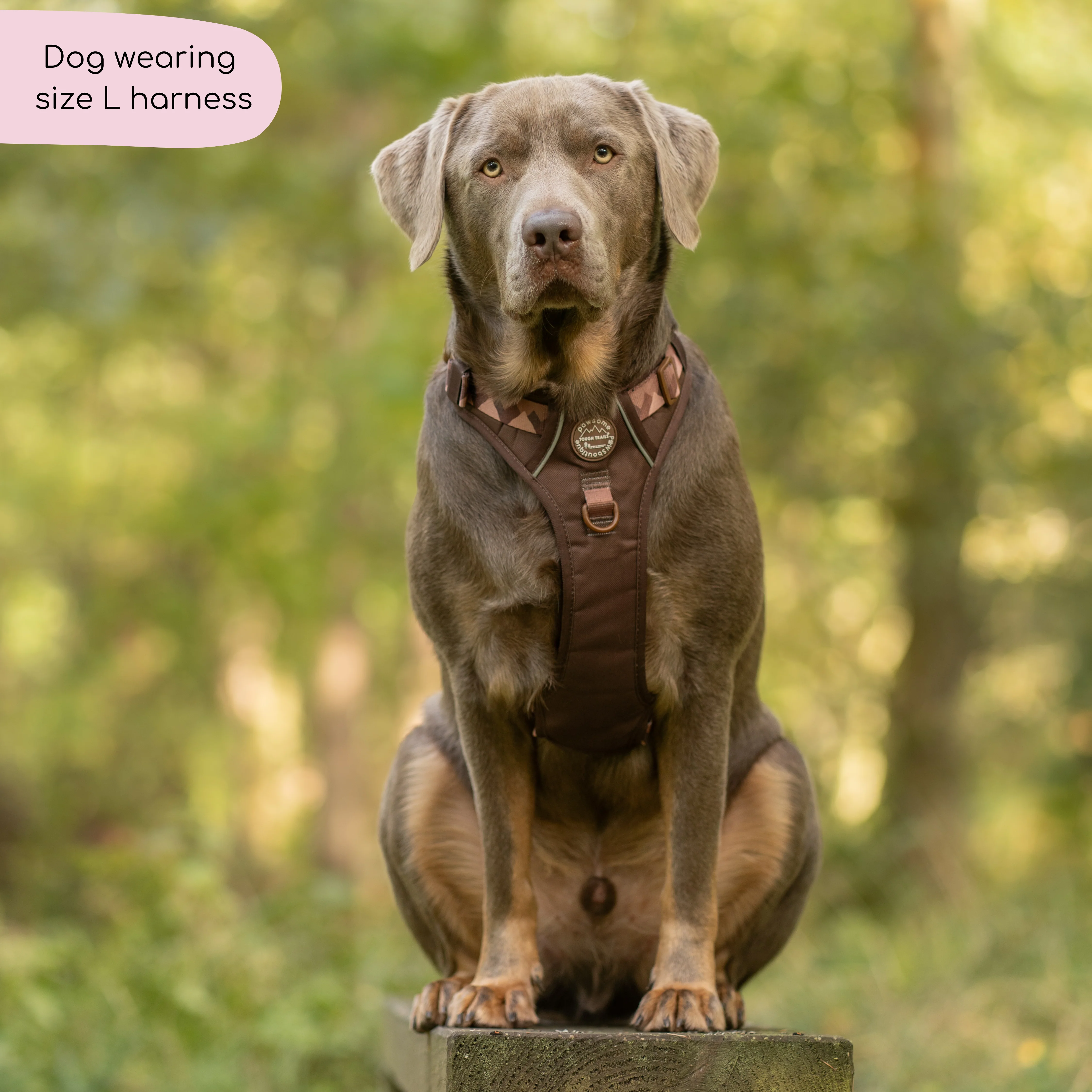 Tough Trails™ Harness - Walkies Ready® Chocolate Brown - Image 7