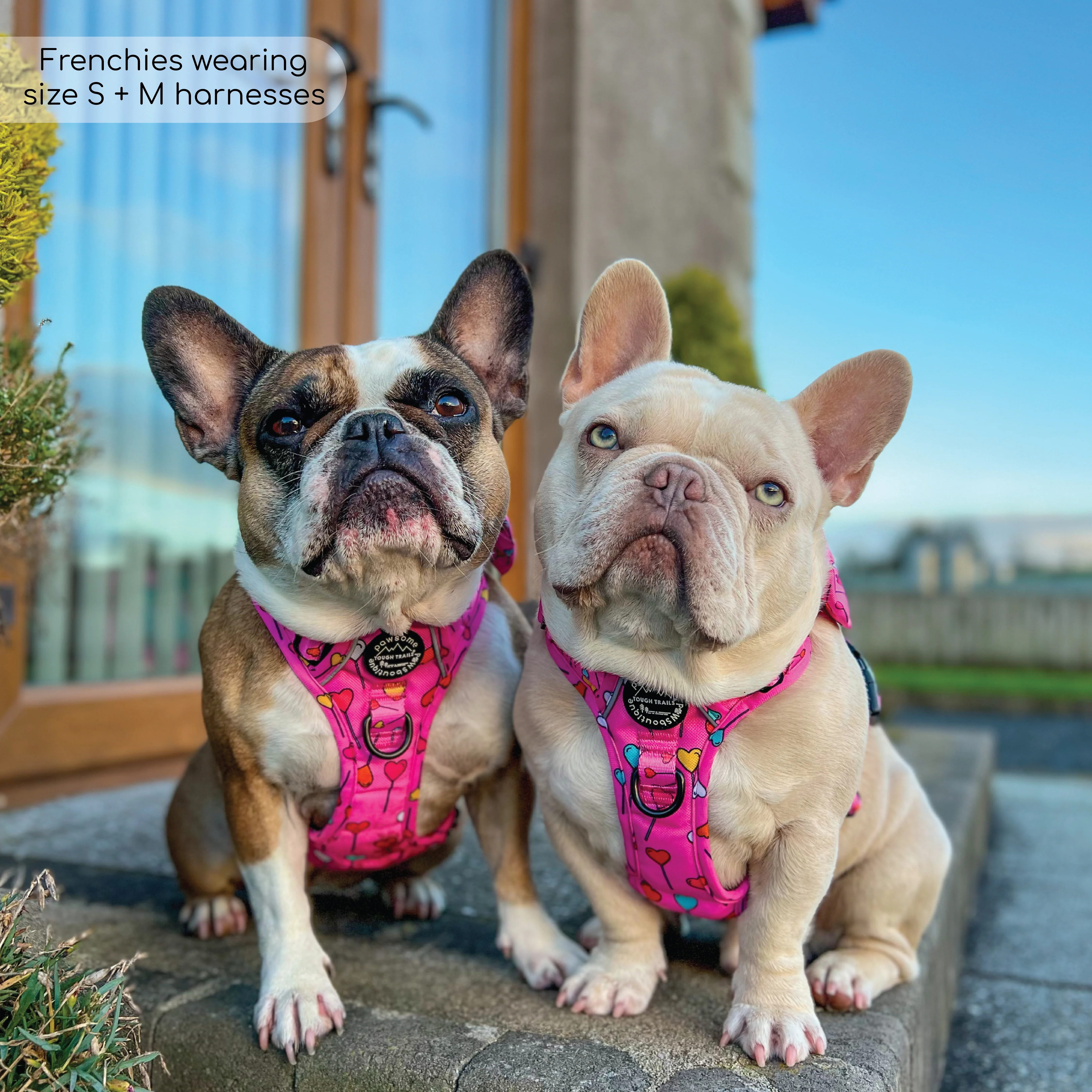 Tough Trails™ Harness - Candypop - Image 13
