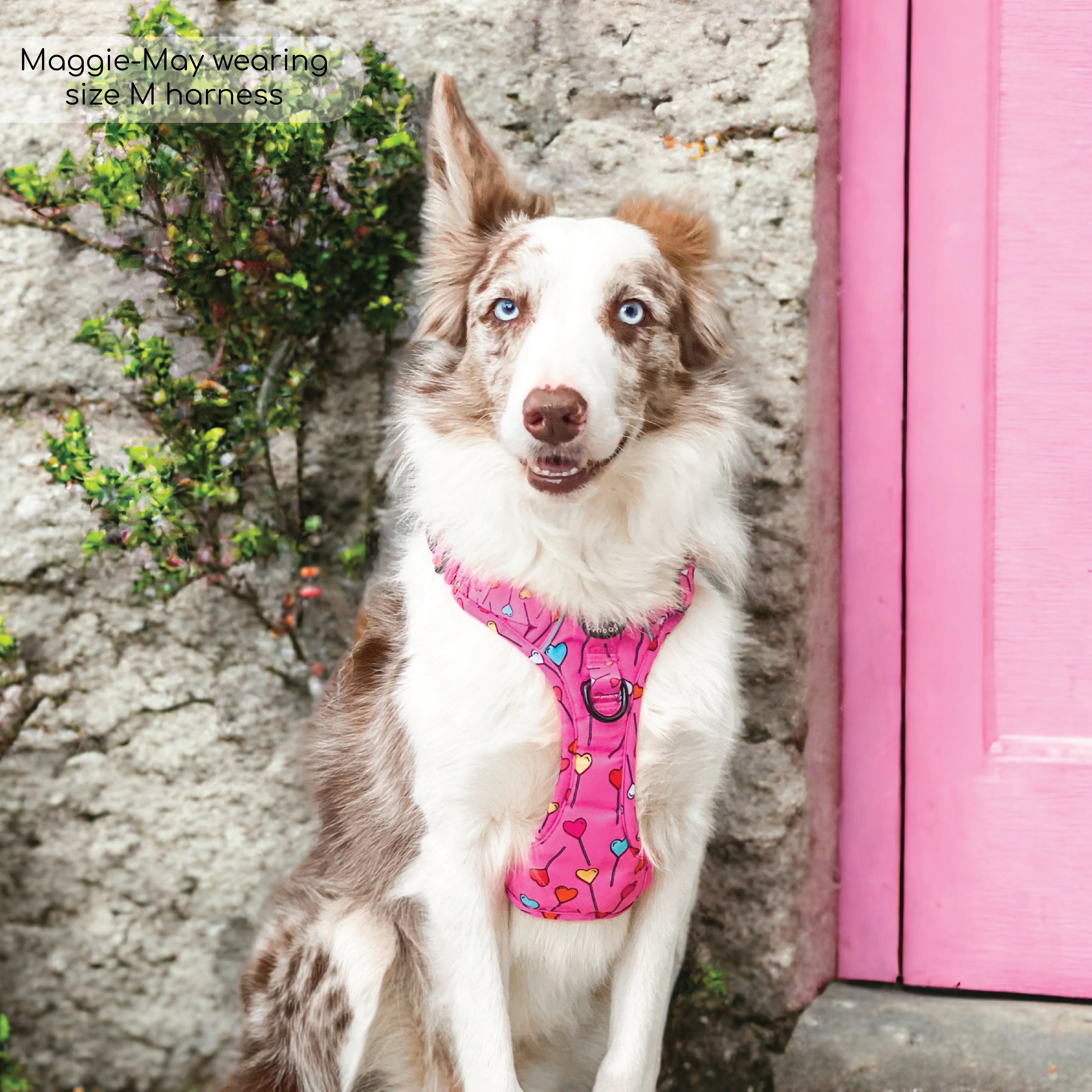 Tough Trails™ Harness - Candypop - Image 23