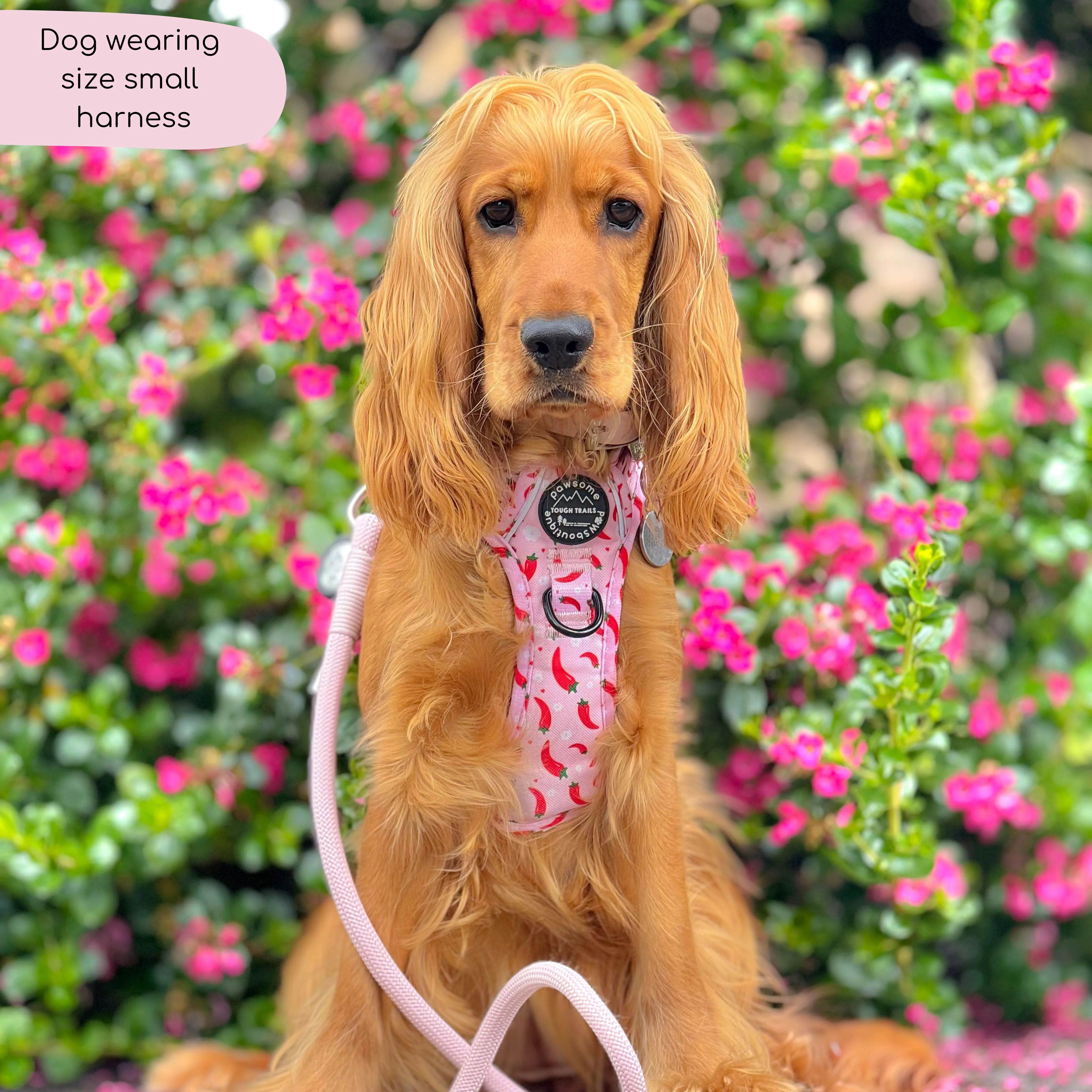 Tough Trails™ Harness - Chilli Dog - Image 16