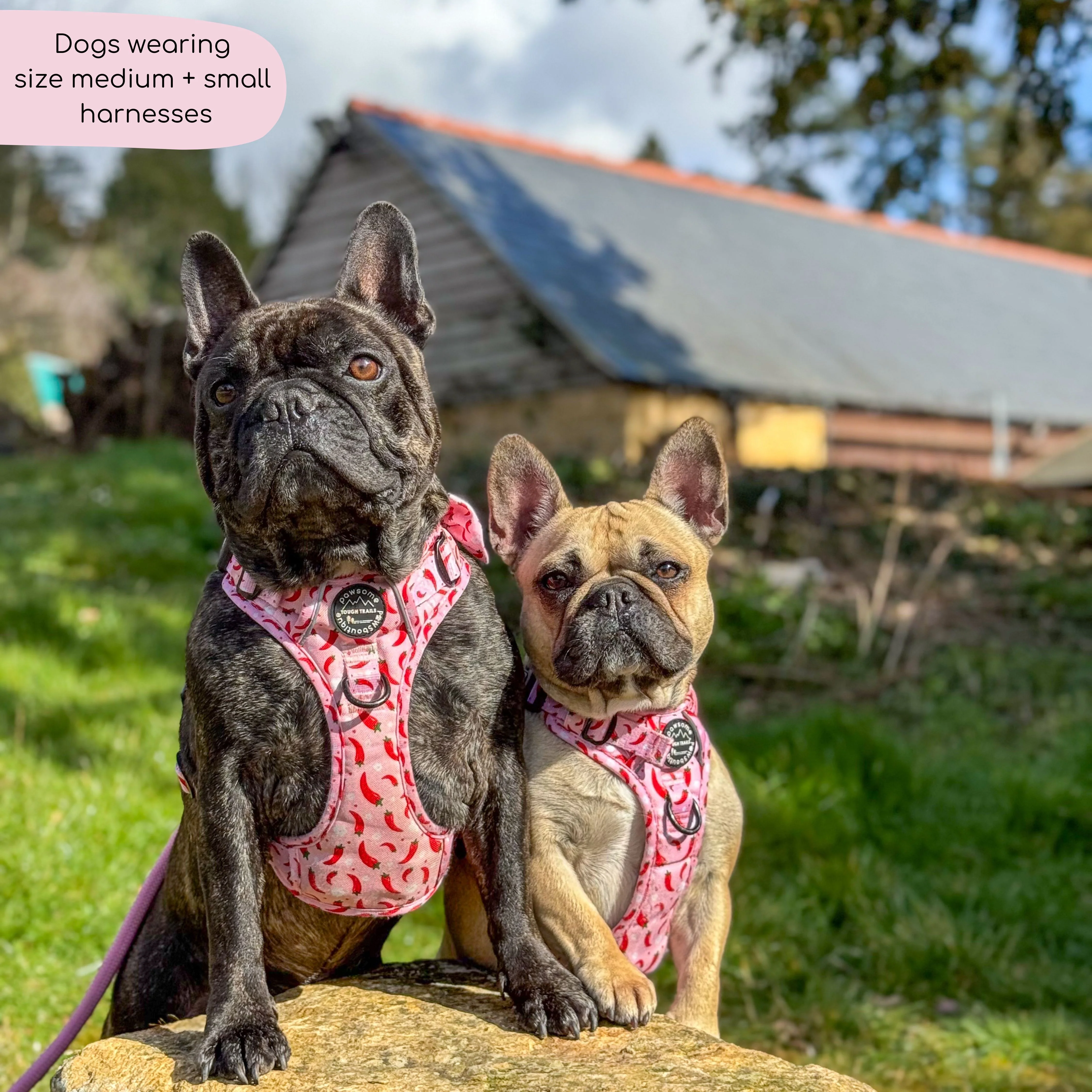 Tough Trails™ Harness - Chilli Dog - Image 6