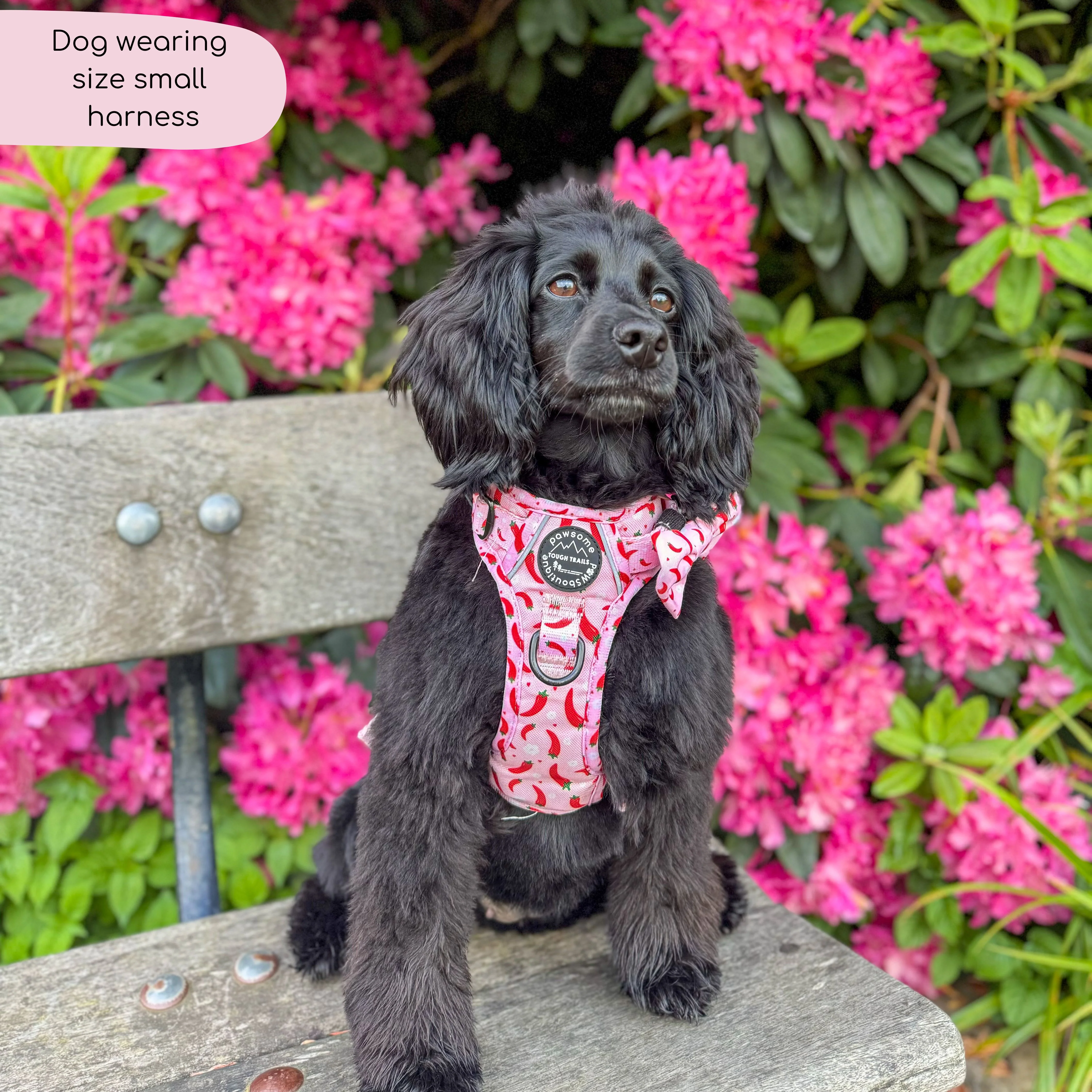 Tough Trails™ Harness - Chilli Dog - Image 7