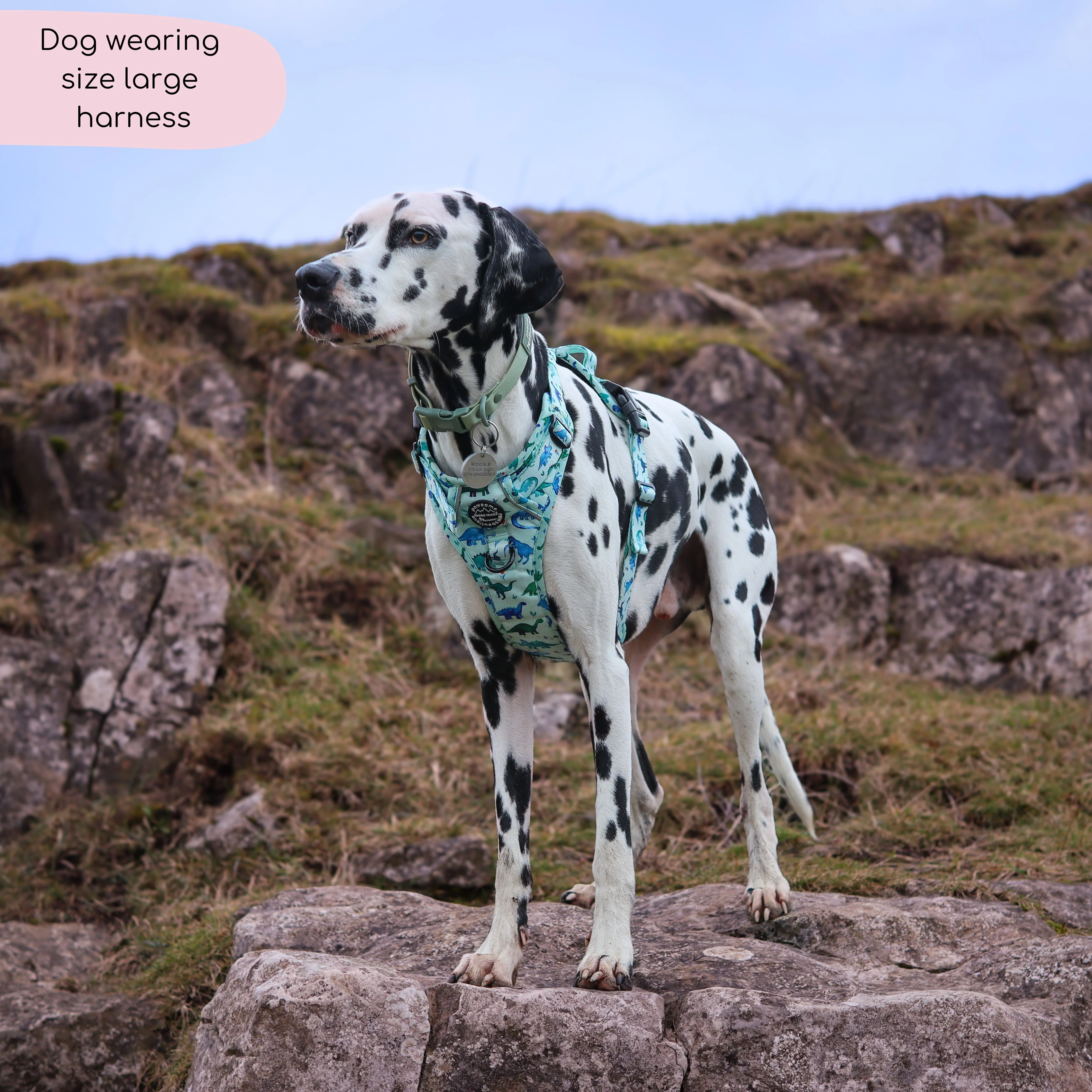 Tough Trails™ Harness - Dinky Dino - Image 13