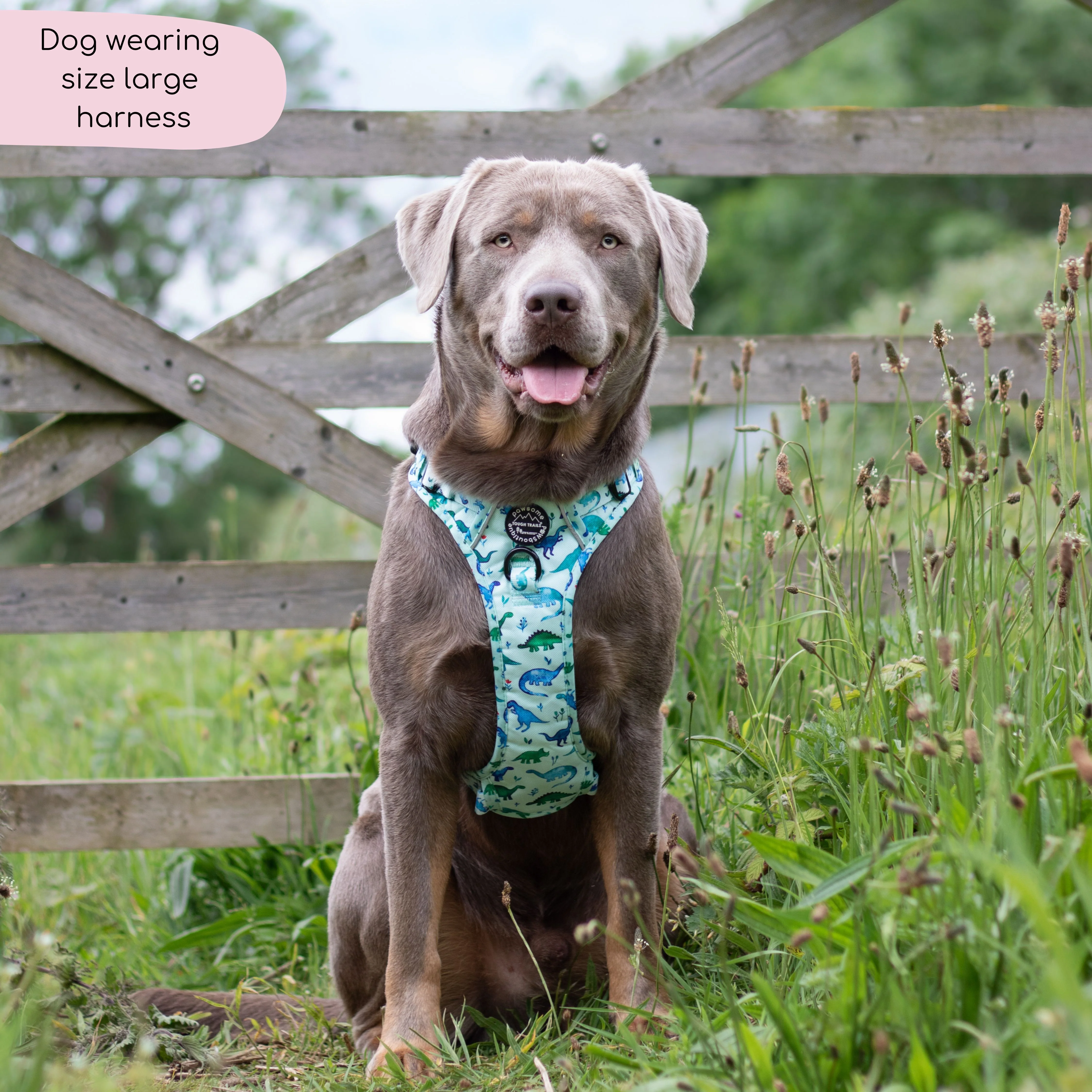 Tough Trails™ Harness - Dinky Dino - Image 5