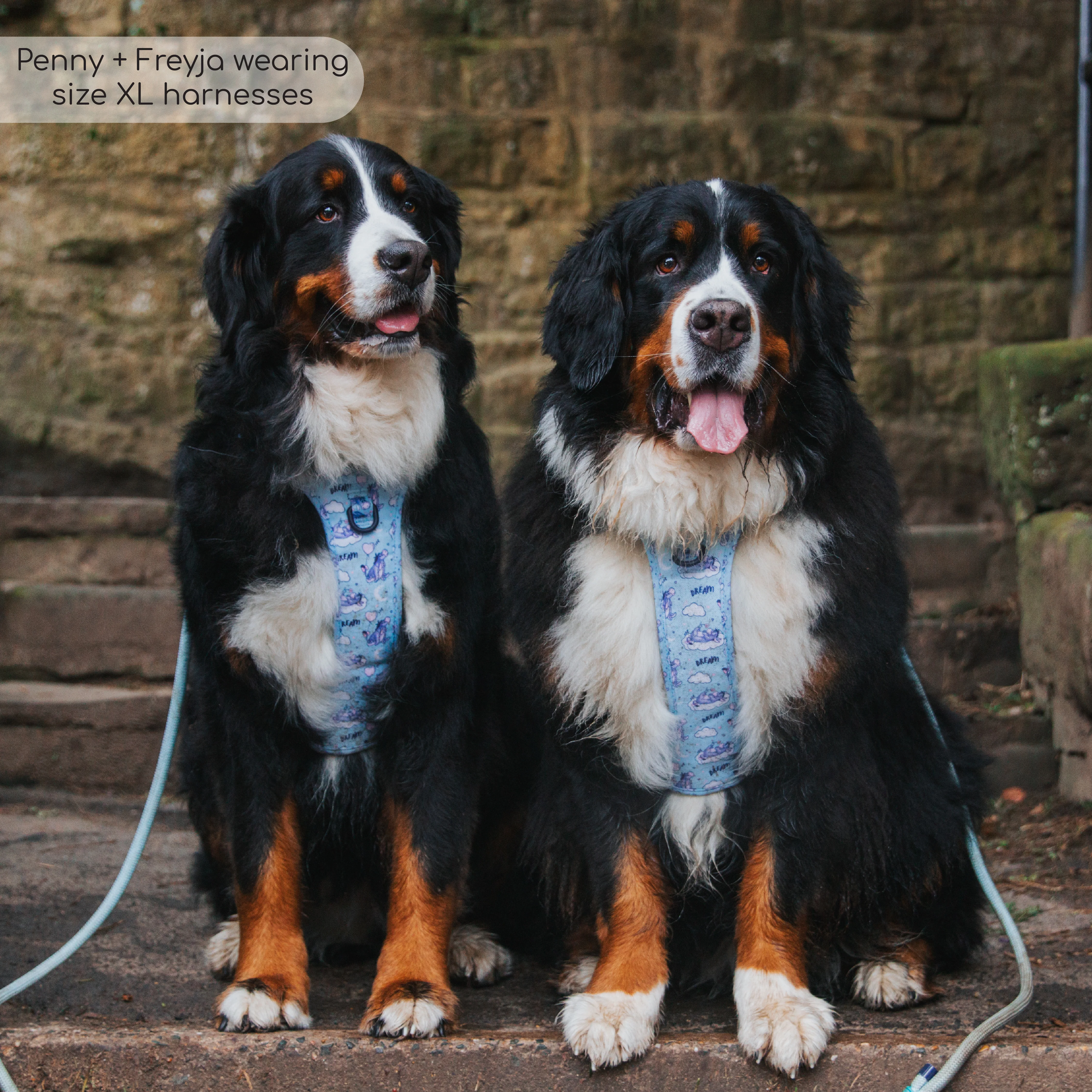 Disney© Tough Trails™ Harness - Eeyore - Image 19