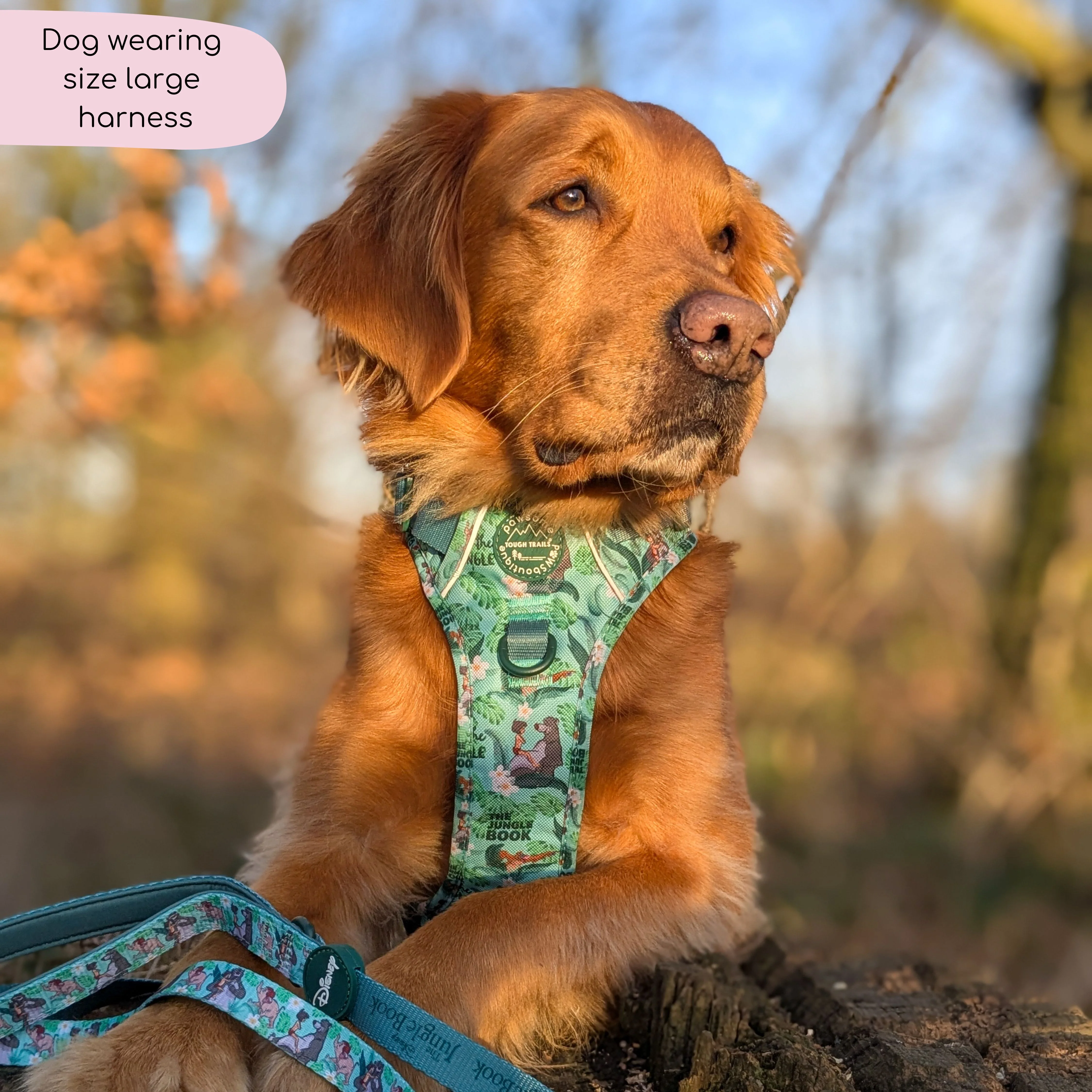 Disney© Tough Trails™ Harness - Jungle Book - Image 20