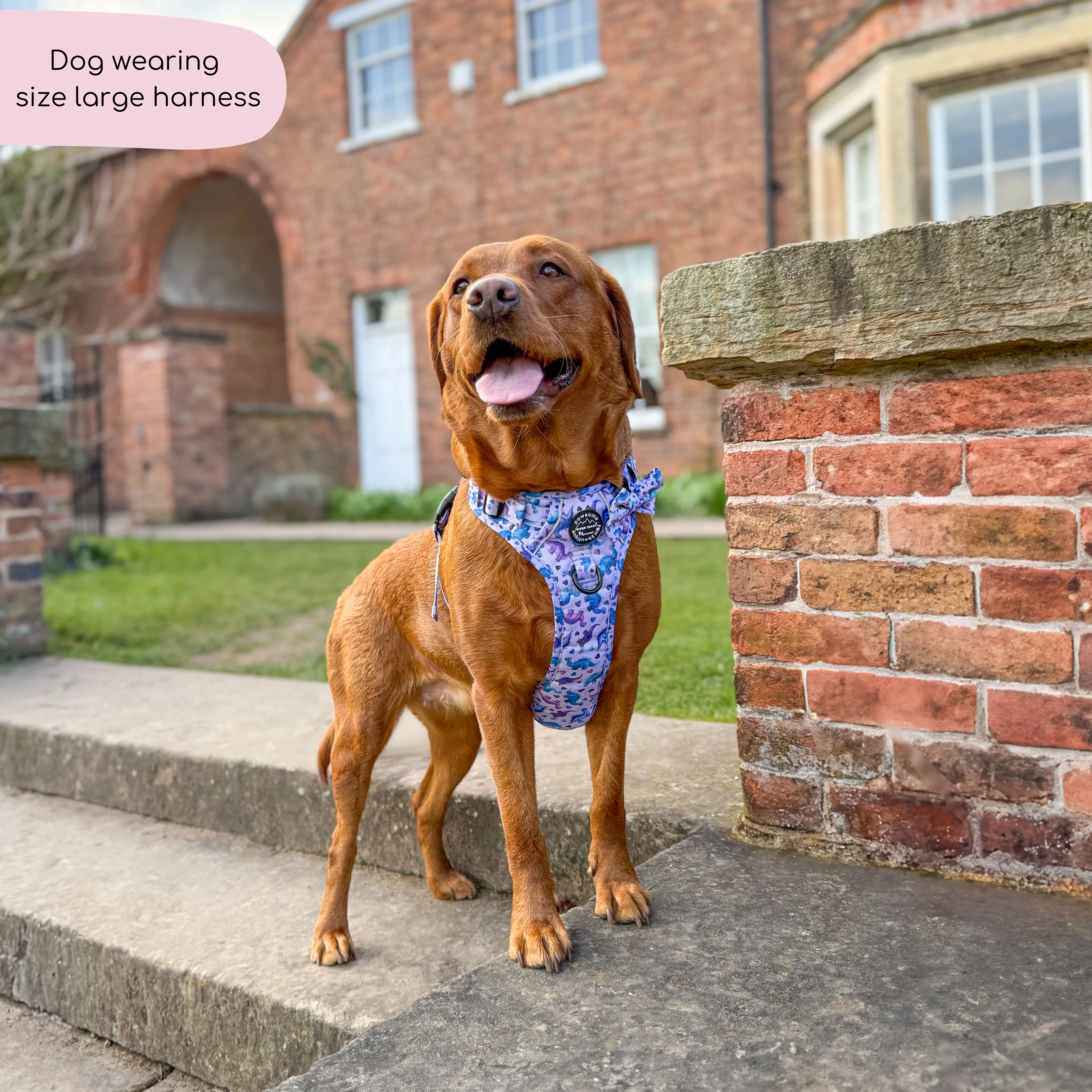 Tough Trails™ Harness - Tiny Diny - Image 16