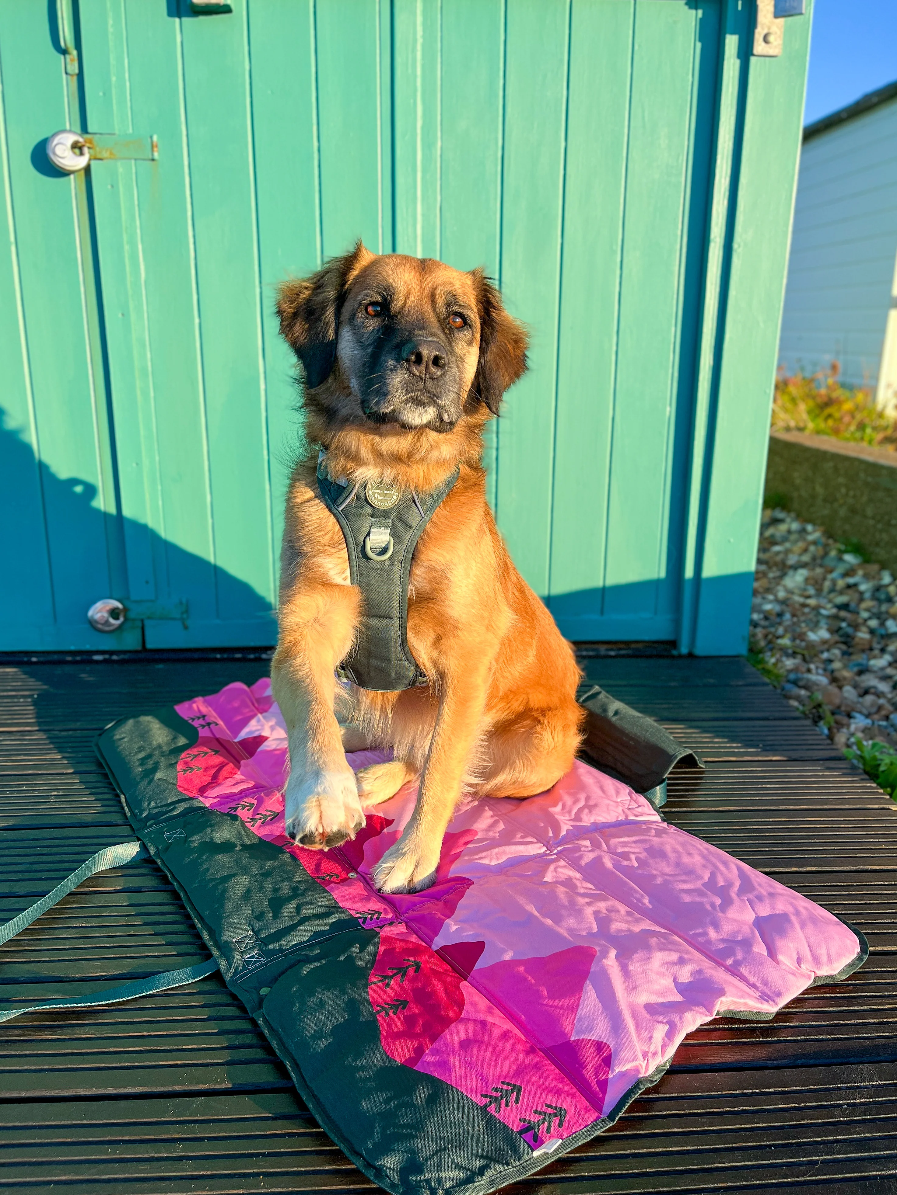 Travel Mat - Walkies Ready® - Image 12