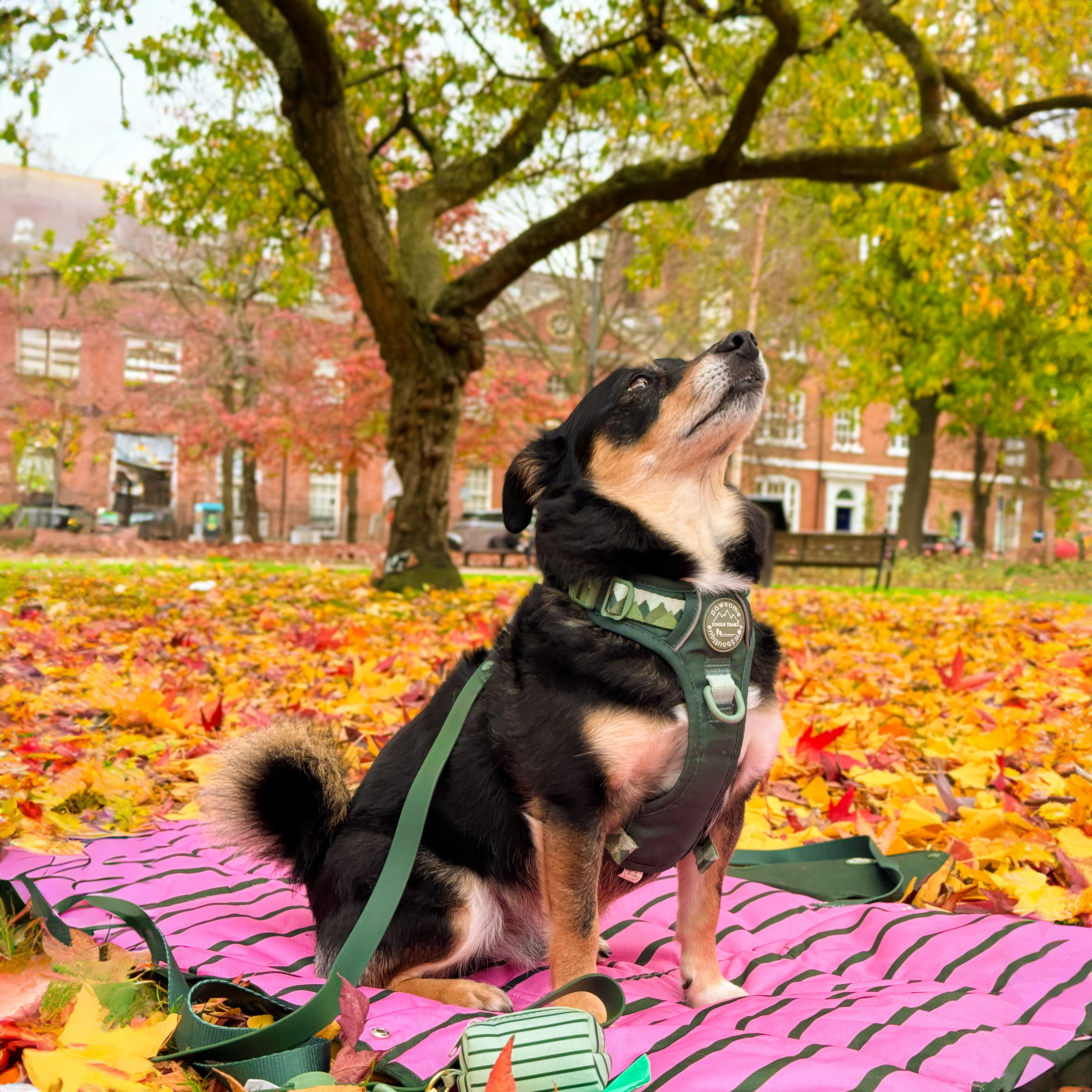 Travel Mat - Walkies Ready® - Image 5