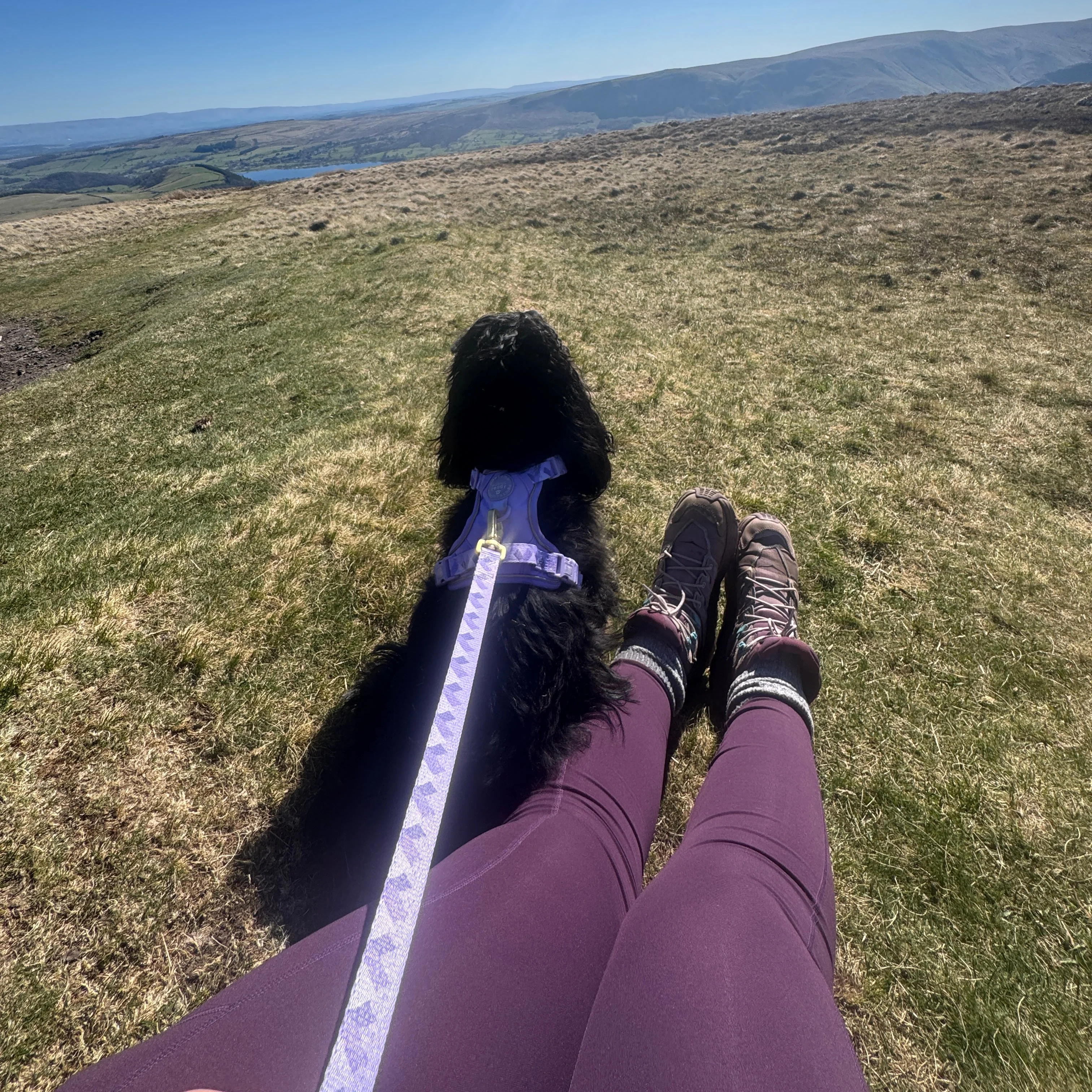 Walkies Ready® Leggings - Plum - Image 10